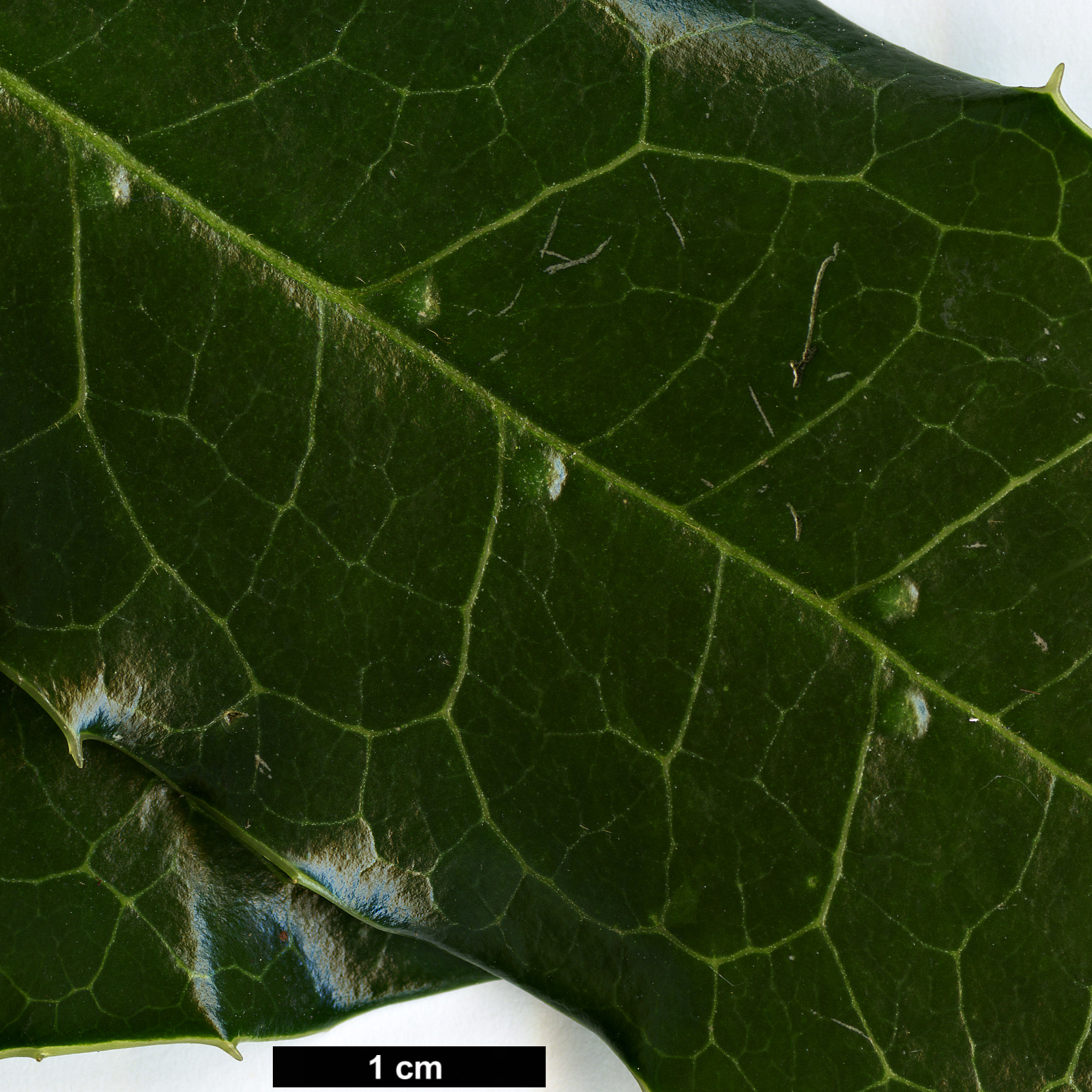 High resolution image: Family: Cardiopteridaceae - Genus: Citronella - Taxon: mucronata