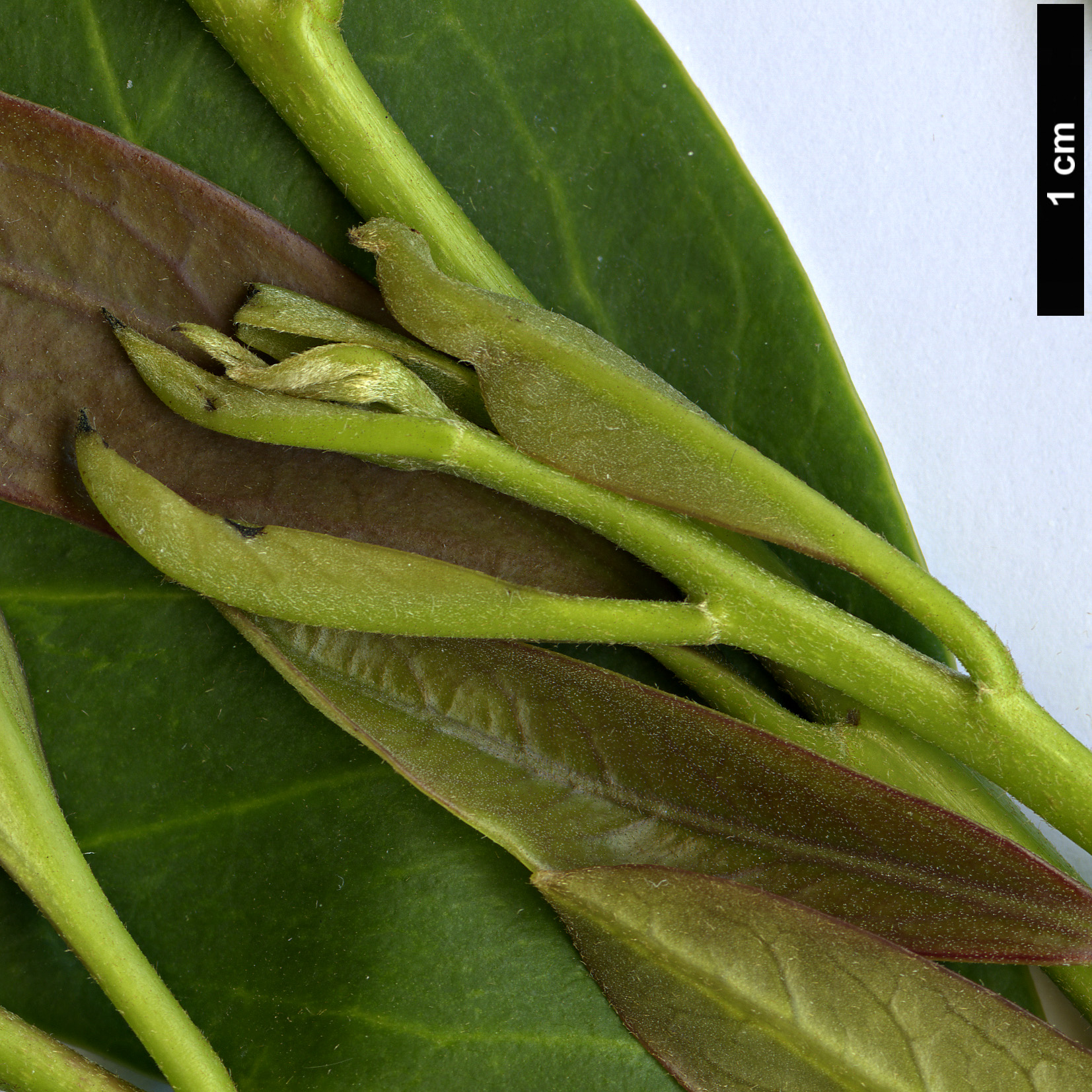 High resolution image: Family: Cardiopteridaceae - Genus: Citronella - Taxon: paniculata