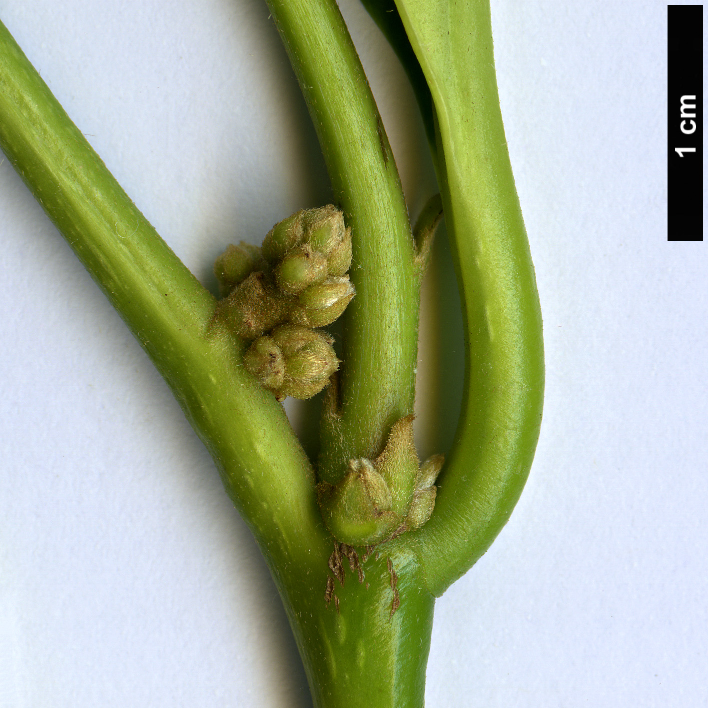 High resolution image: Family: Cardiopteridaceae - Genus: Citronella - Taxon: paniculata