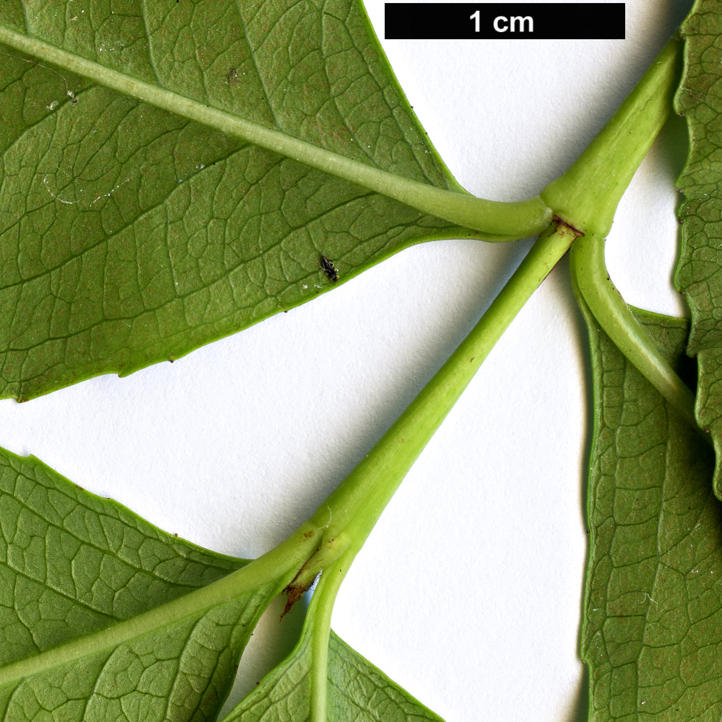 High resolution image: Family: Celastraceae - Genus: Catha - Taxon: edulis