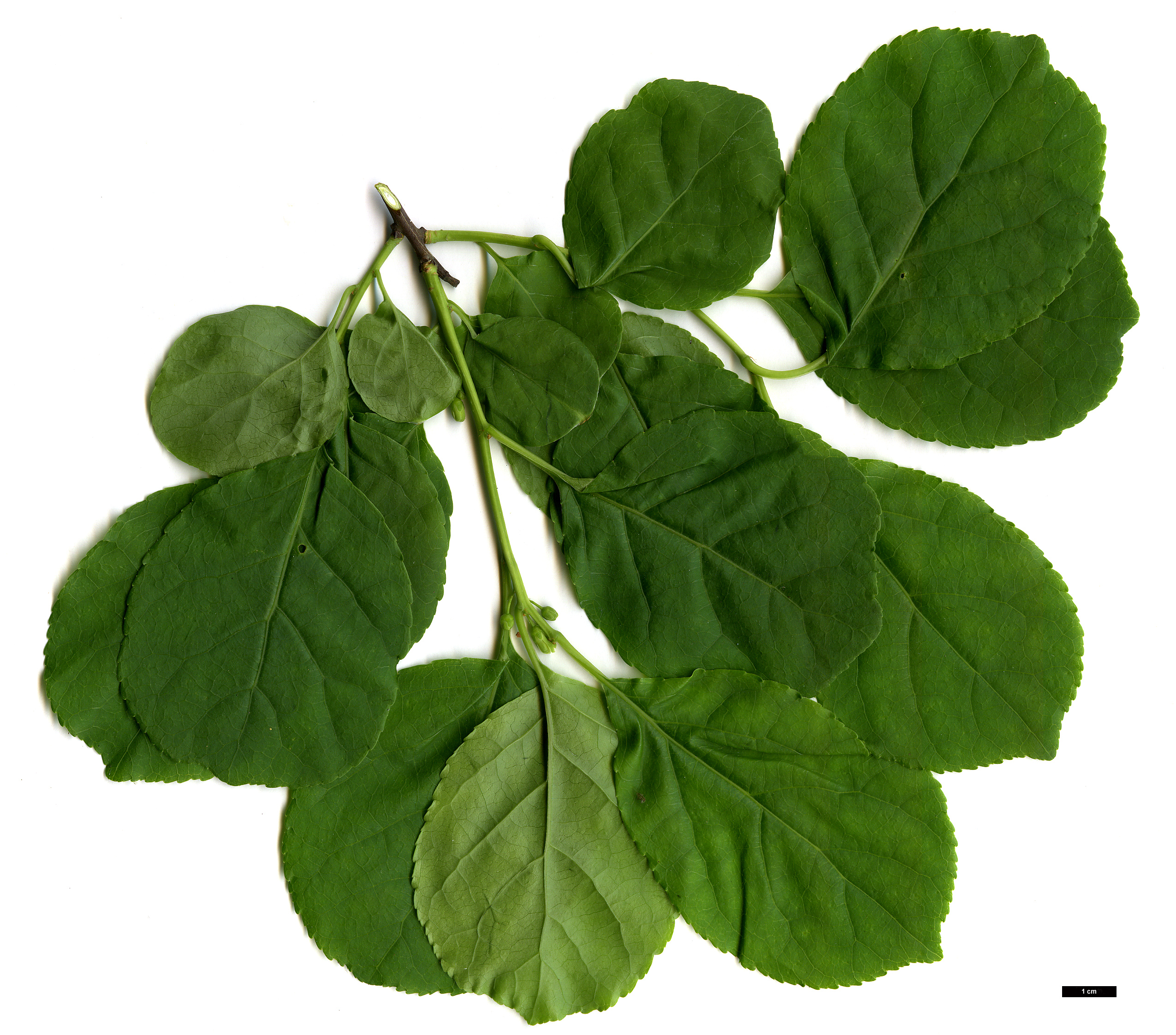 High resolution image: Family: Celastraceae - Genus: Celastrus - Taxon: orbiculatus