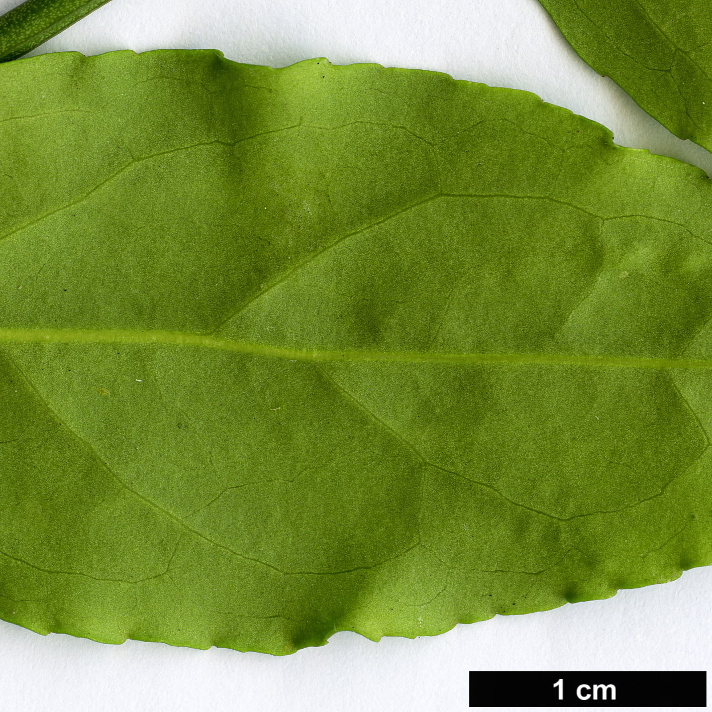 High resolution image: Family: Celastraceae - Genus: Euonymus - Taxon: americanus