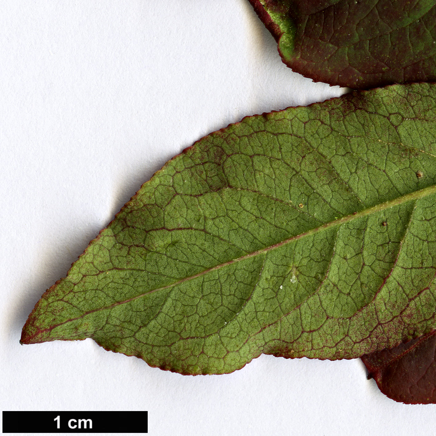 High resolution image: Family: Celastraceae - Genus: Euonymus - Taxon: atropurpureus