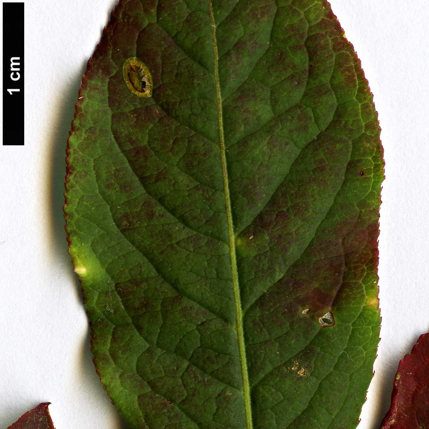High resolution image: Family: Celastraceae - Genus: Euonymus - Taxon: atropurpureus