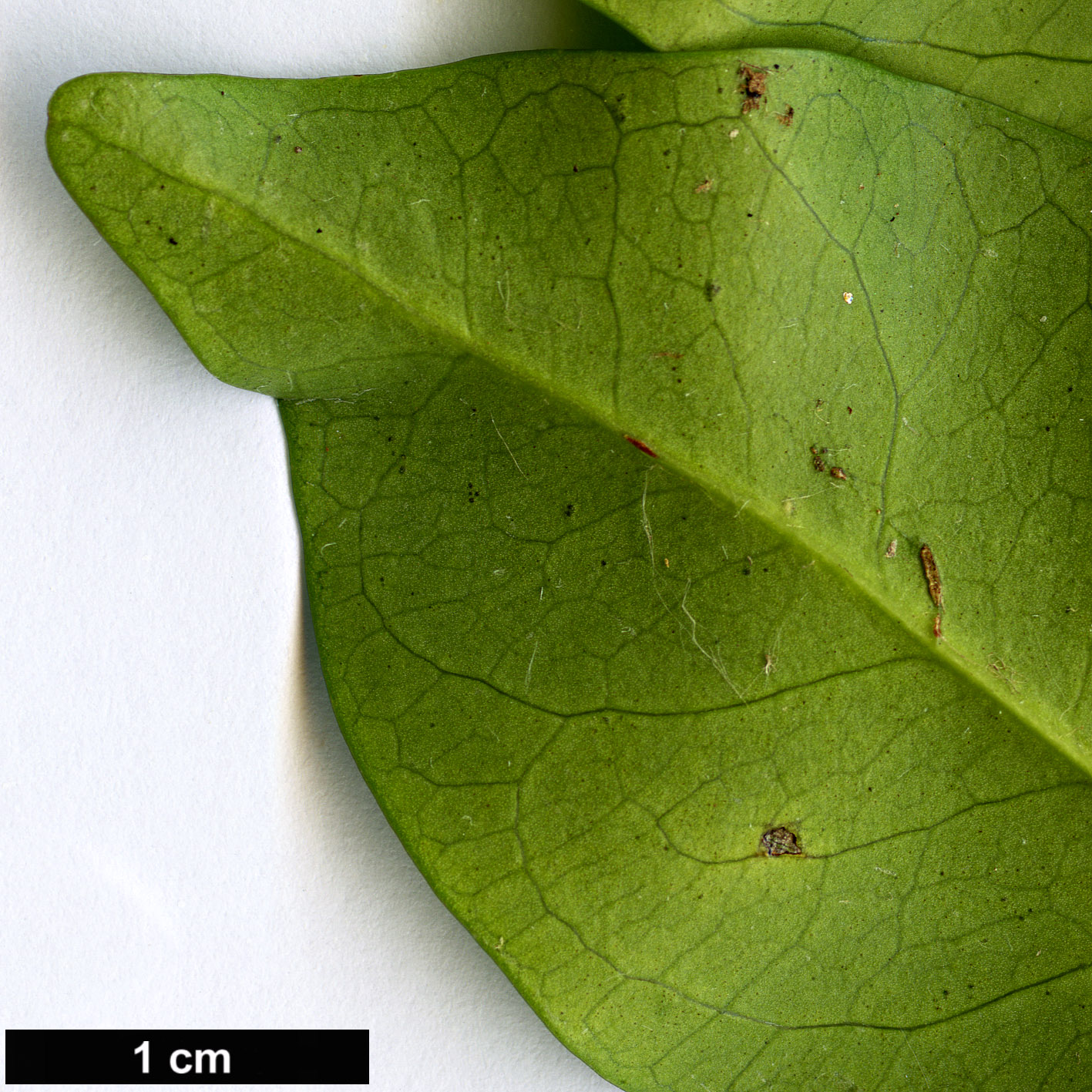 High resolution image: Family: Celastraceae - Genus: Euonymus - Taxon: chinensis