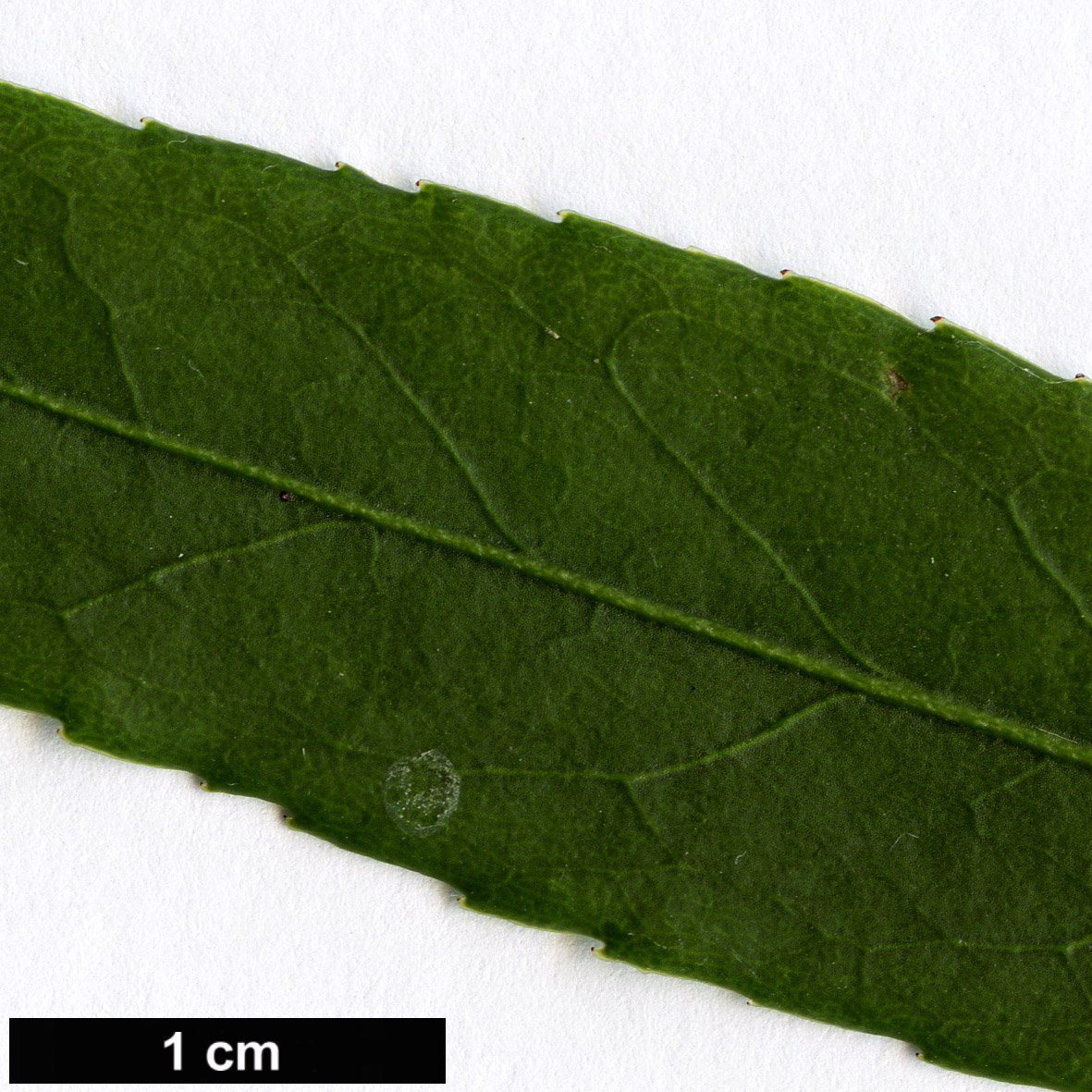 High resolution image: Family: Celastraceae - Genus: Euonymus - Taxon: clivicola