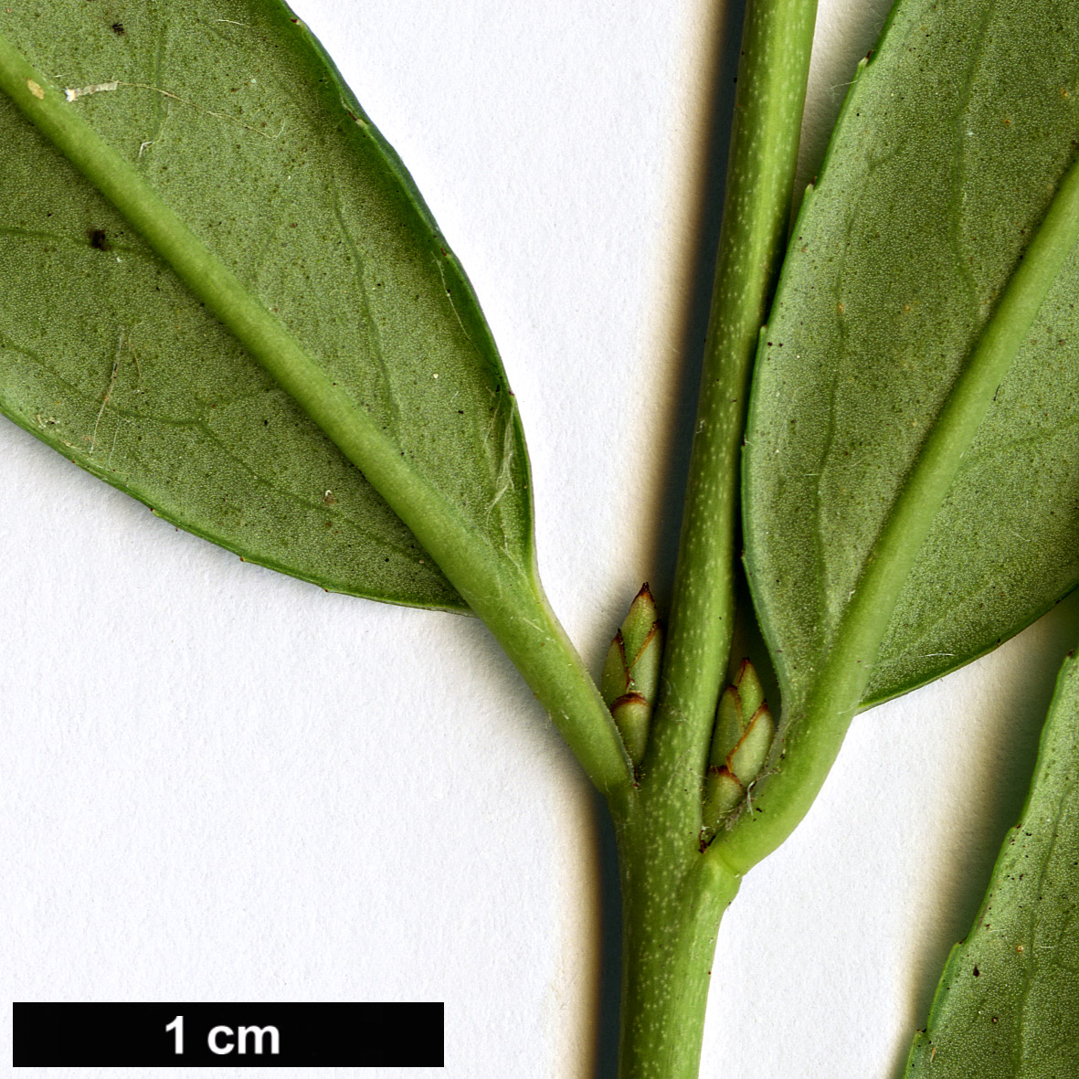 High resolution image: Family: Celastraceae - Genus: Euonymus - Taxon: clivicola