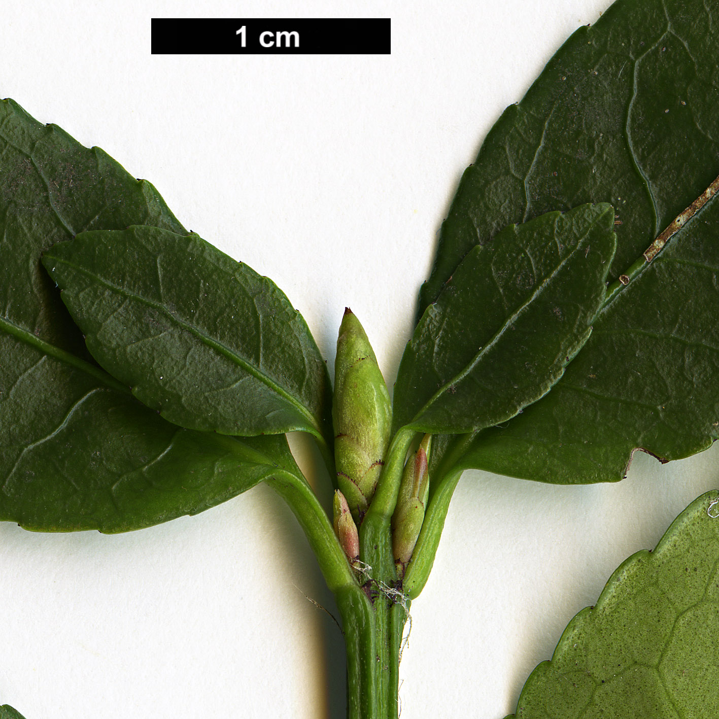 High resolution image: Family: Celastraceae - Genus: Euonymus - Taxon: echinatus