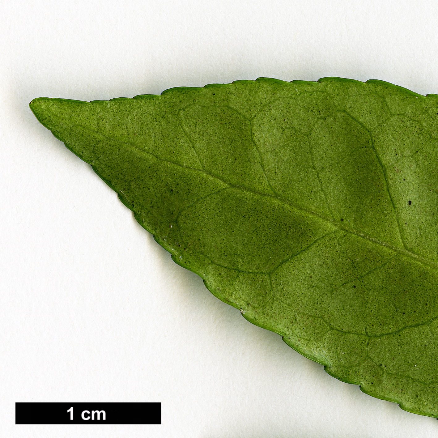 High resolution image: Family: Celastraceae - Genus: Euonymus - Taxon: echinatus