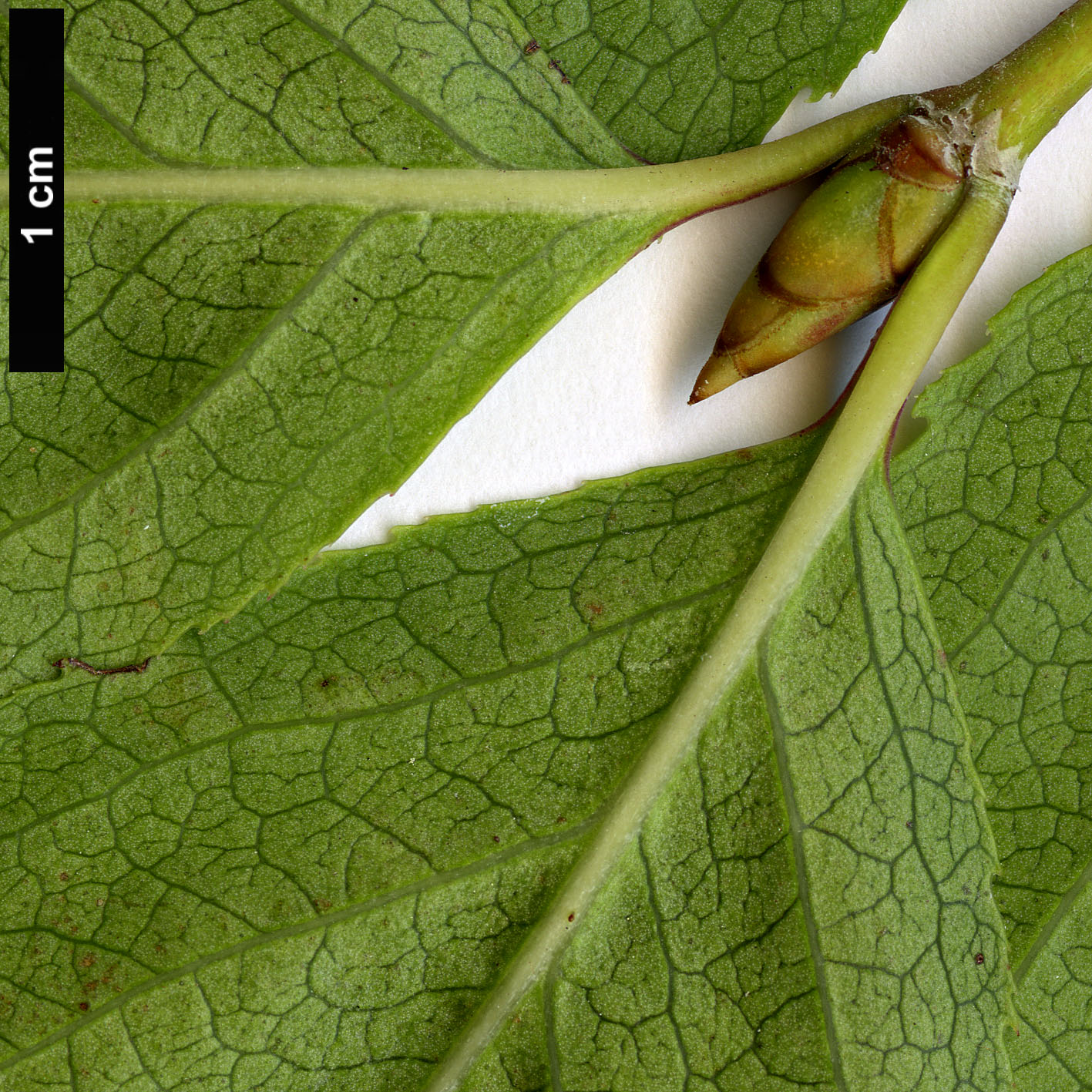 High resolution image: Family: Celastraceae - Genus: Euonymus - Taxon: fimbriatus