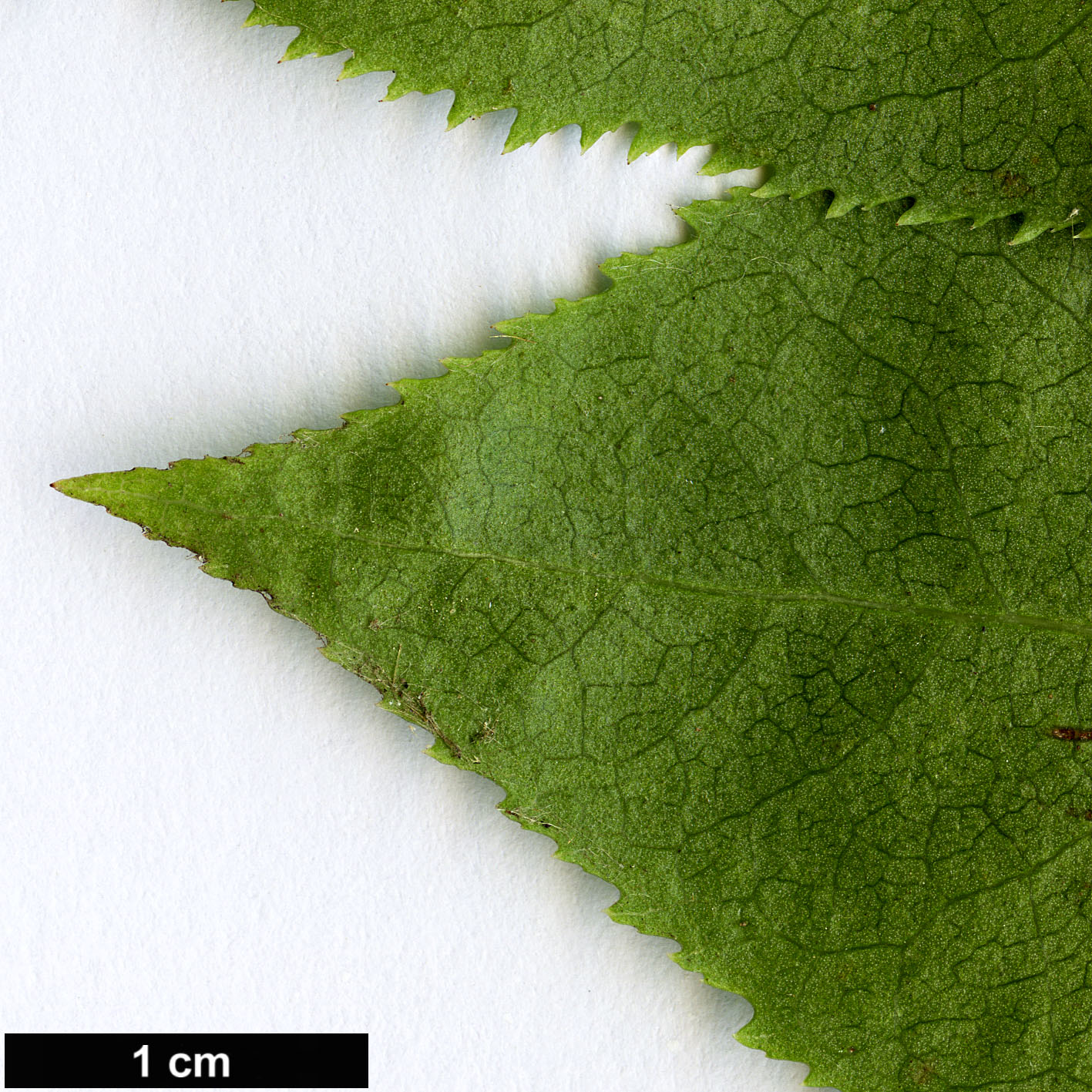 High resolution image: Family: Celastraceae - Genus: Euonymus - Taxon: fimbriatus