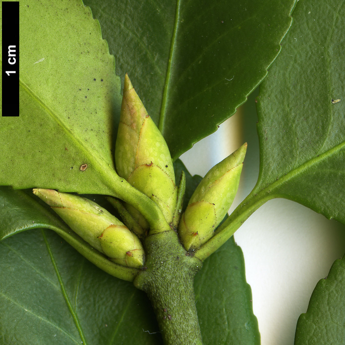 High resolution image: Family: Celastraceae - Genus: Euonymus - Taxon: fortunei