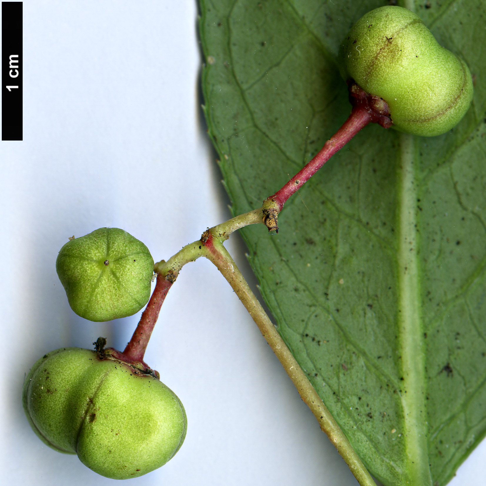 High resolution image: Family: Celastraceae - Genus: Euonymus - Taxon: lanceolatus