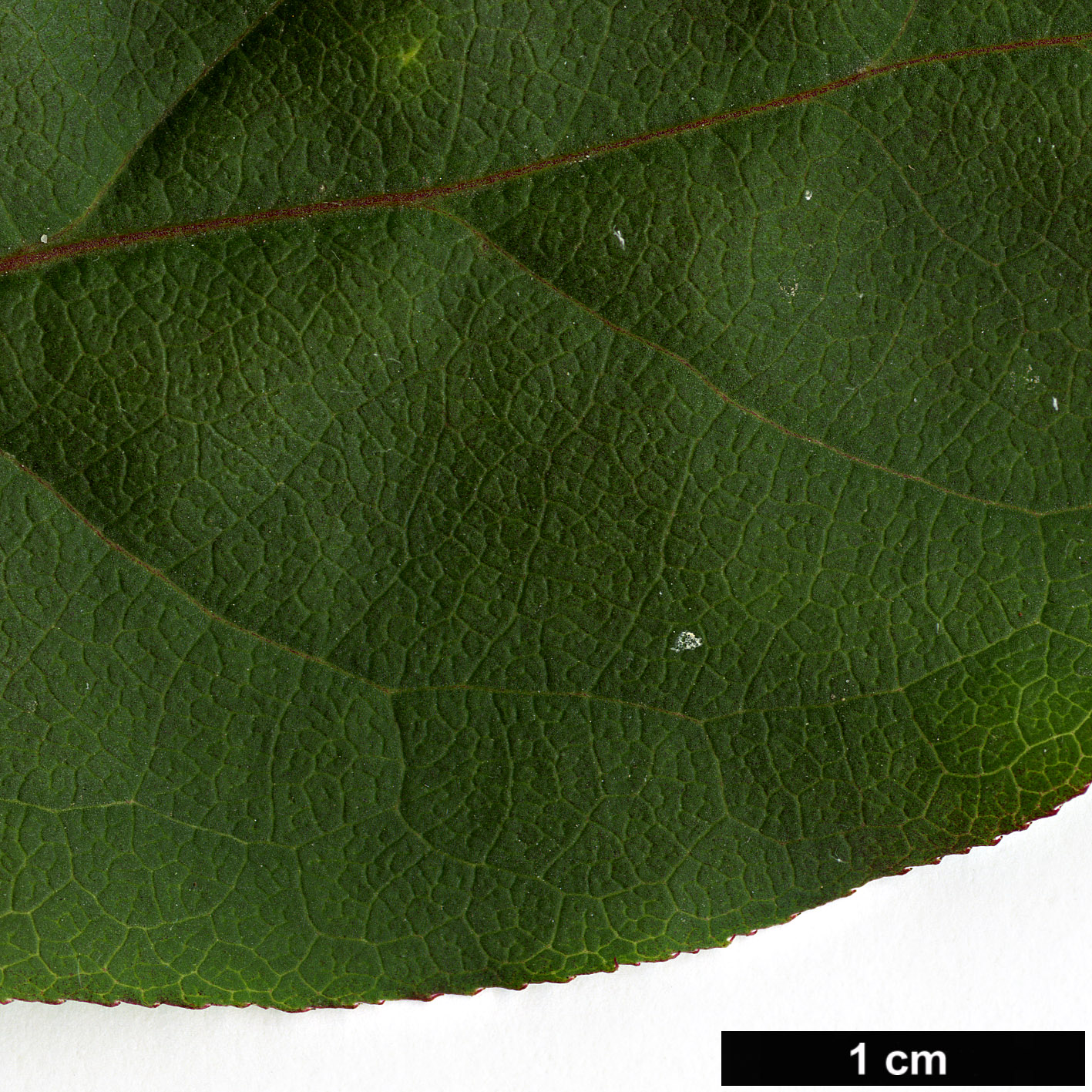 High resolution image: Family: Celastraceae - Genus: Euonymus - Taxon: latifolius