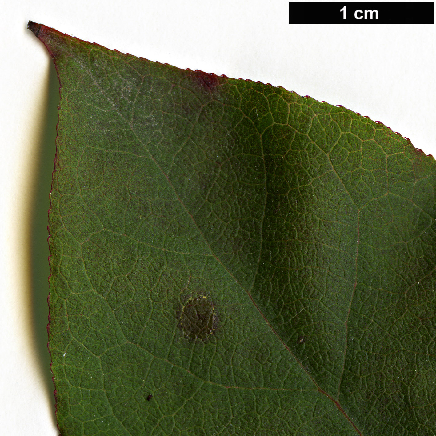 High resolution image: Family: Celastraceae - Genus: Euonymus - Taxon: latifolius
