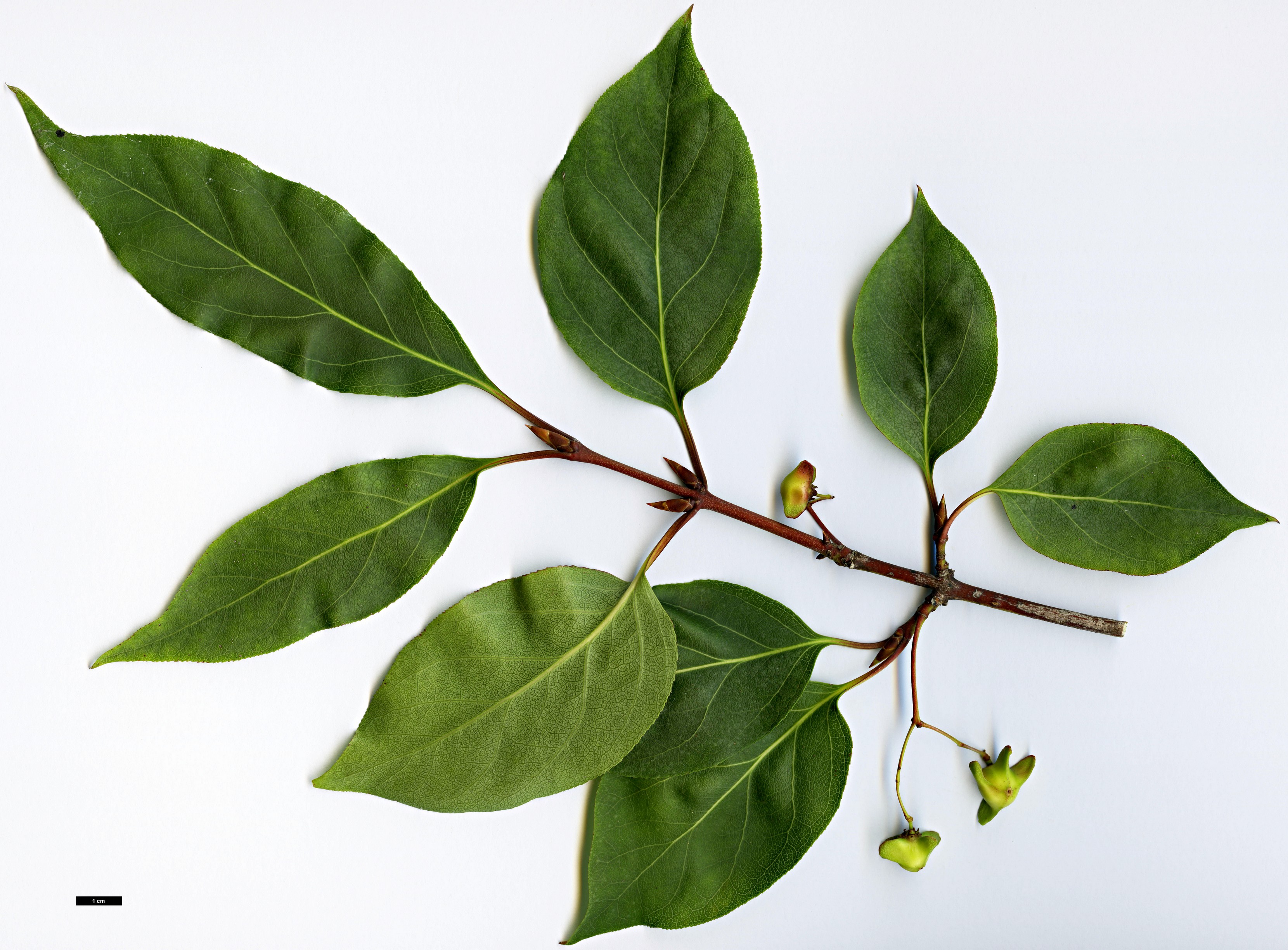 High resolution image: Family: Celastraceae - Genus: Euonymus - Taxon: monbeigii