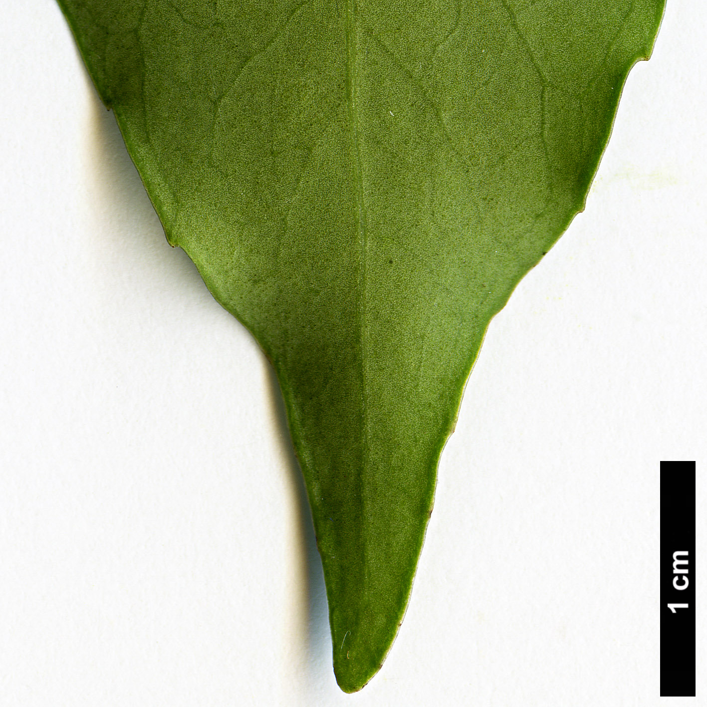 High resolution image: Family: Celastraceae - Genus: Euonymus - Taxon: myrianthus
