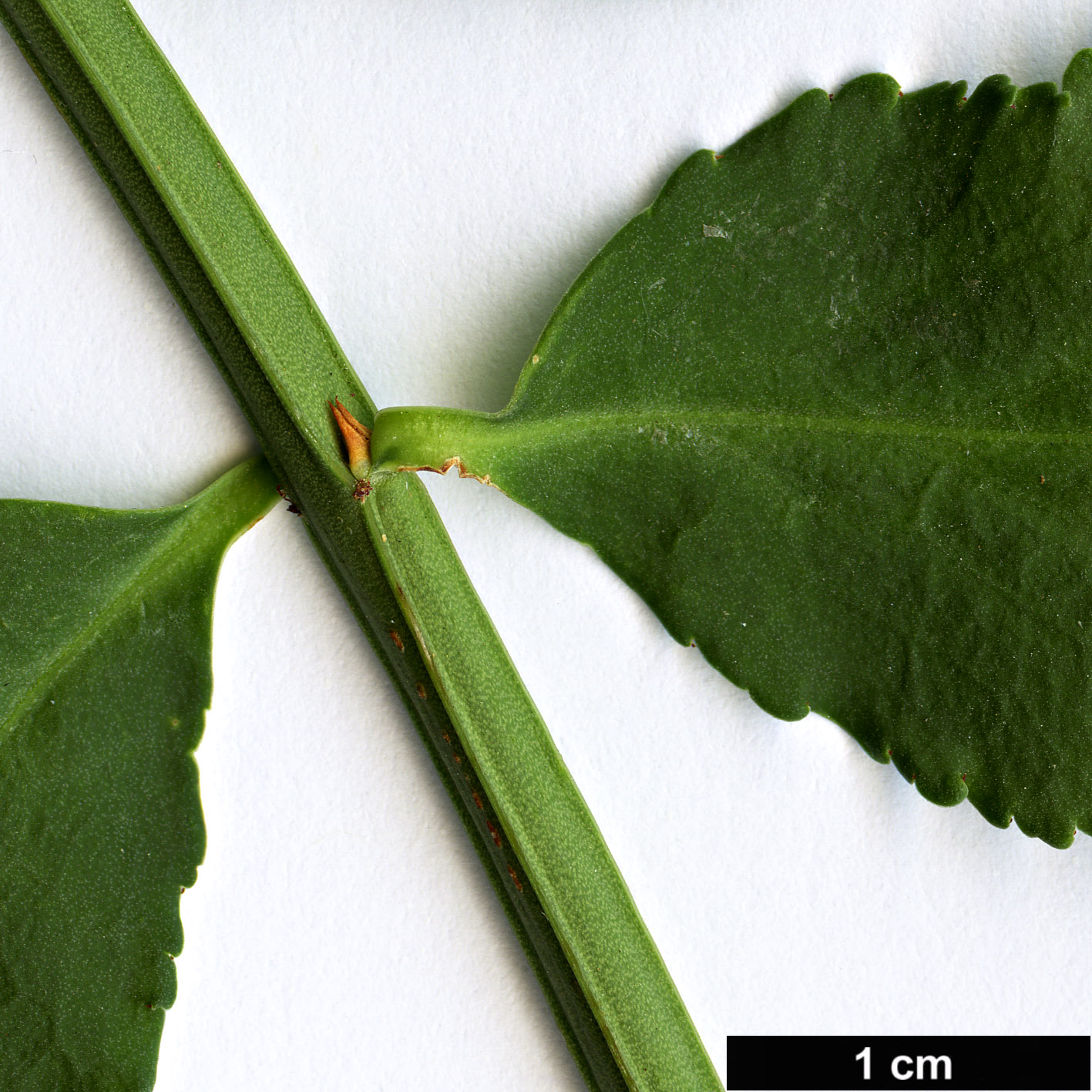 High resolution image: Family: Celastraceae - Genus: Euonymus - Taxon: nanoides