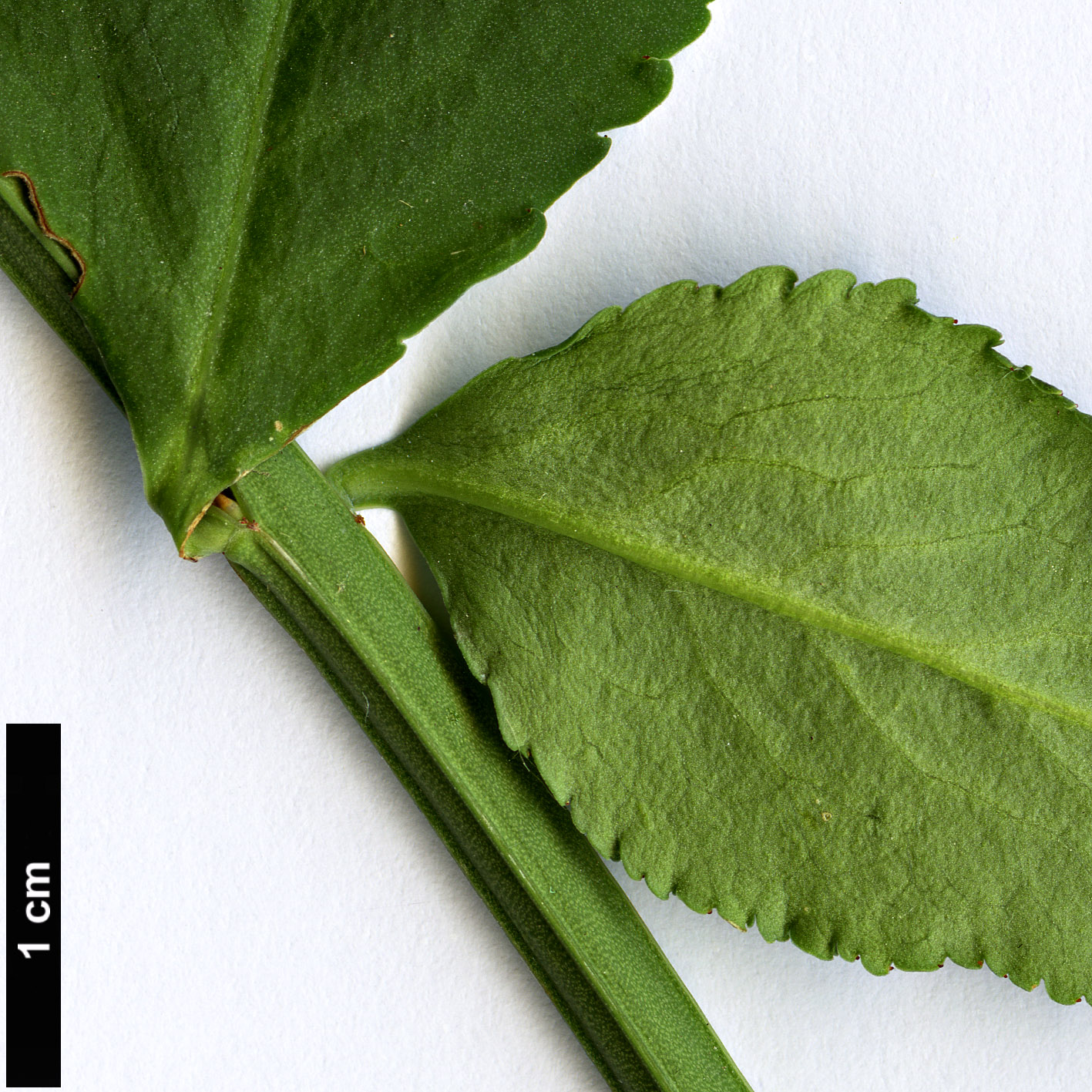 High resolution image: Family: Celastraceae - Genus: Euonymus - Taxon: nanoides