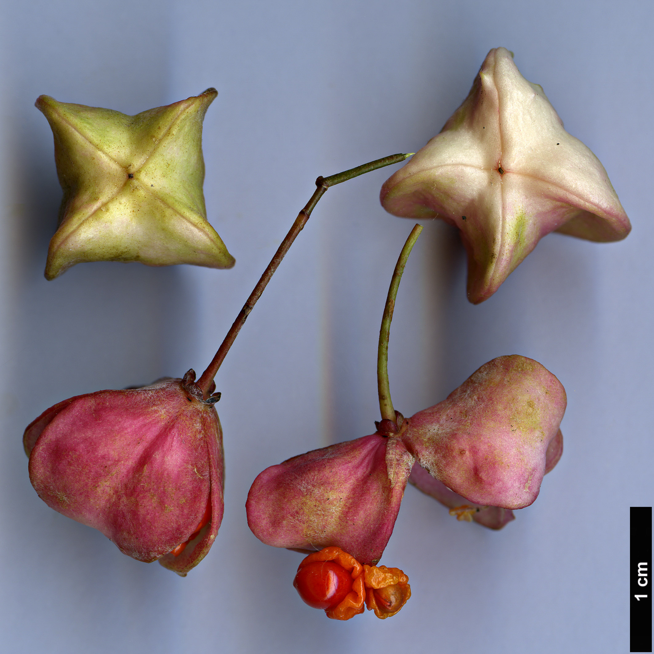 High resolution image: Family: Celastraceae - Genus: Euonymus - Taxon: nanus