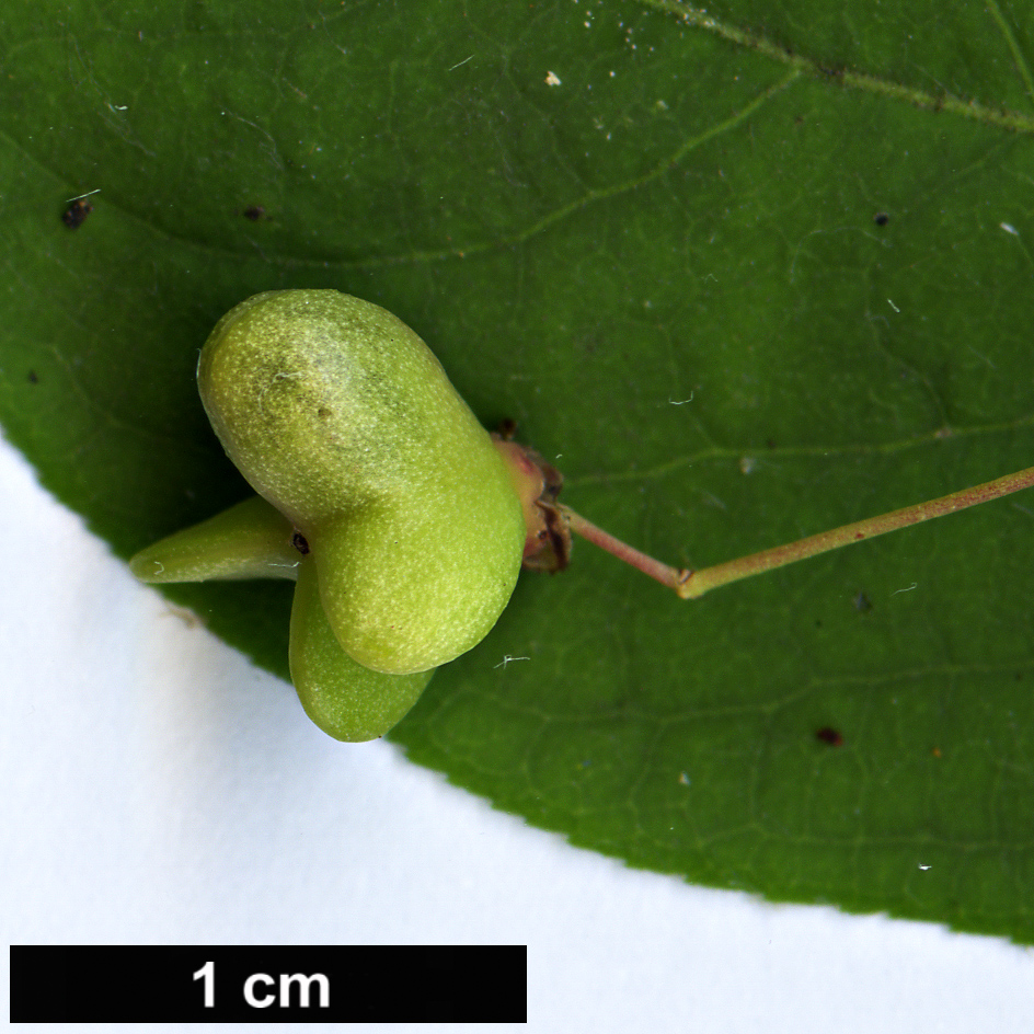 High resolution image: Family: Celastraceae - Genus: Euonymus - Taxon: pauciflorus