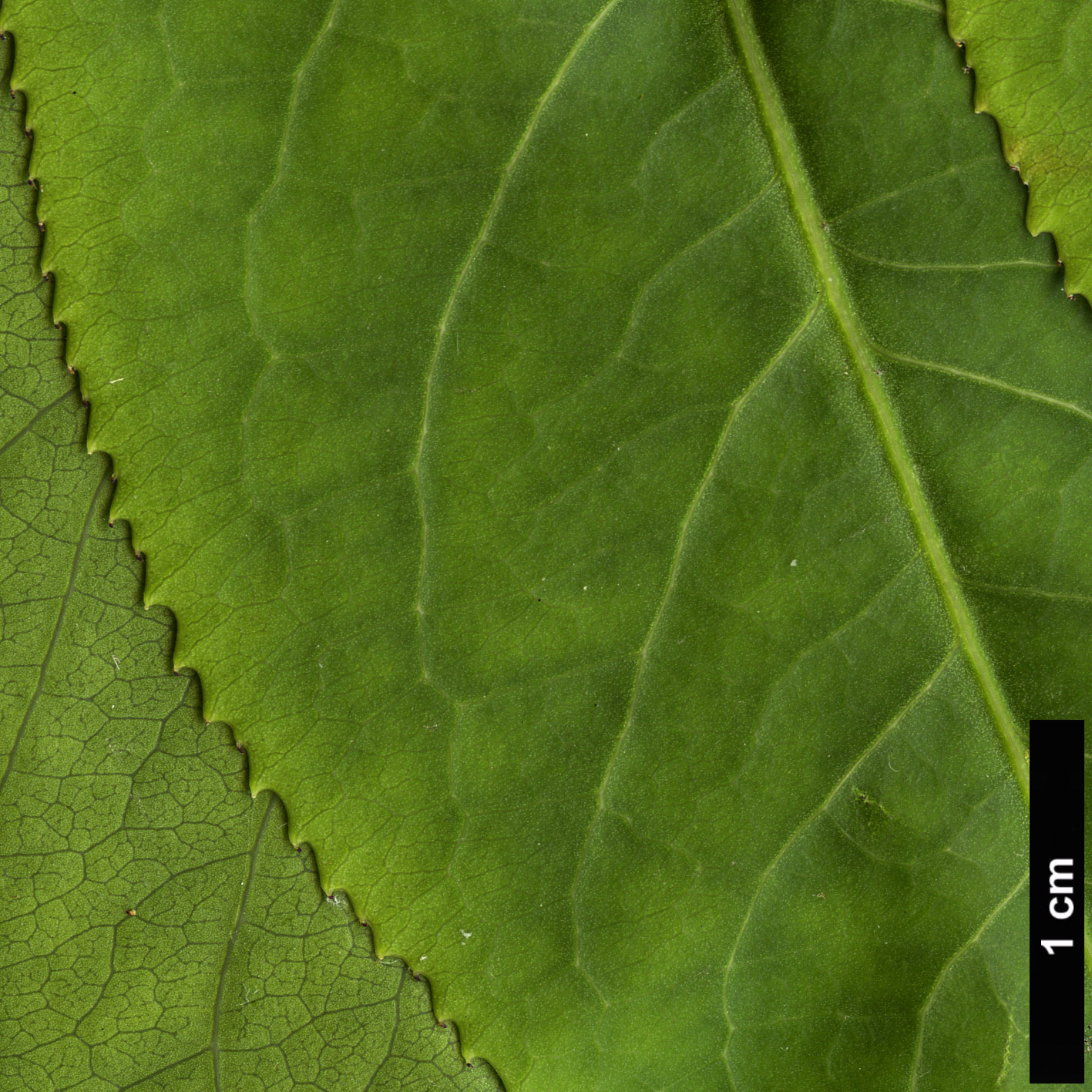 High resolution image: Family: Celastraceae - Genus: Euonymus - Taxon: quelpaertensis