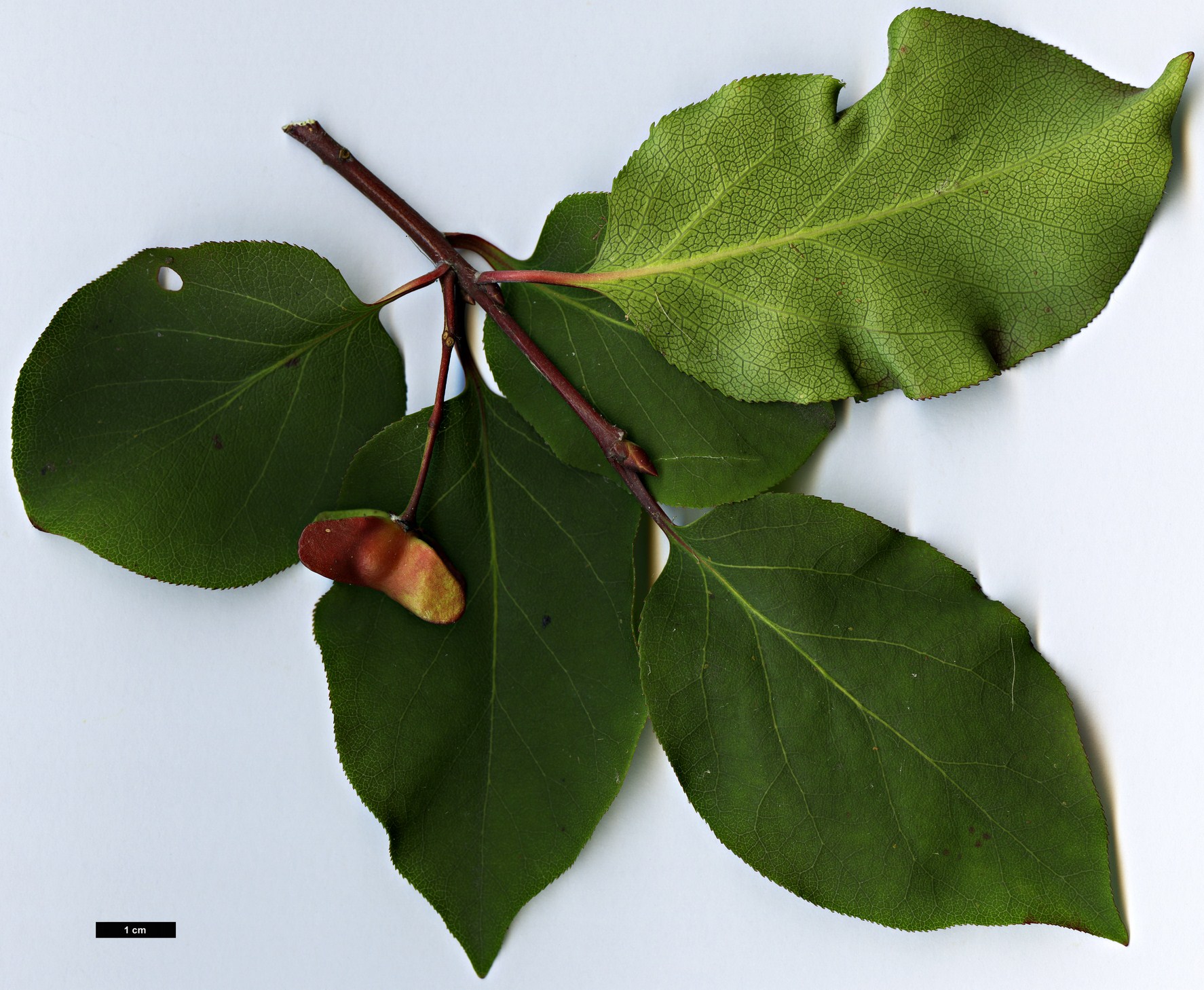 High resolution image: Family: Celastraceae - Genus: Euonymus - Taxon: sanguineus