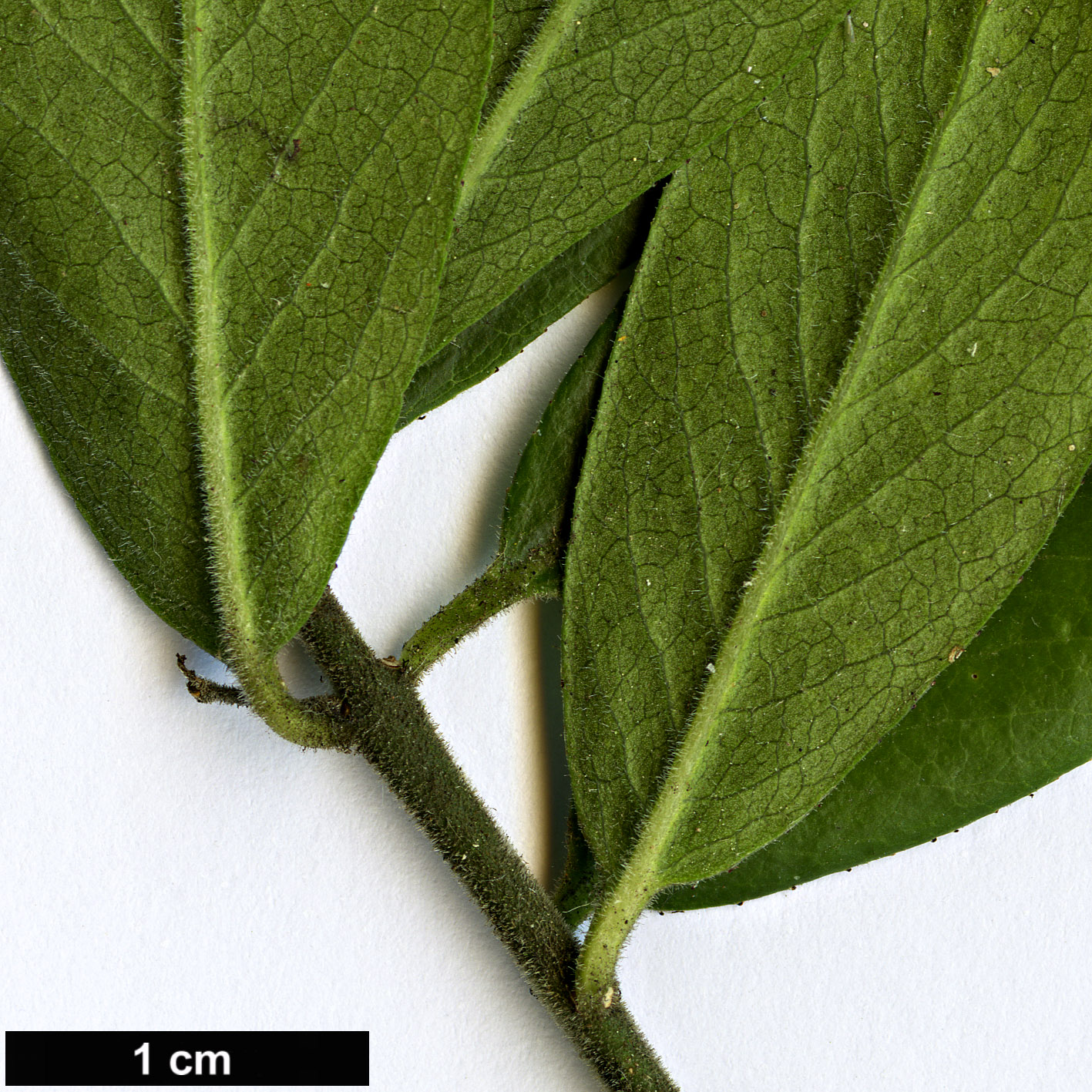 High resolution image: Family: Celastraceae - Genus: Euonymus - Taxon: velutinus