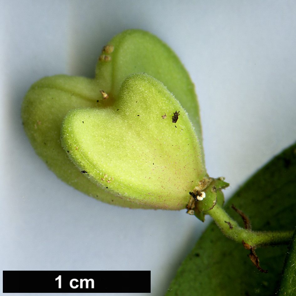 High resolution image: Family: Celastraceae - Genus: Euonymus - Taxon: velutinus