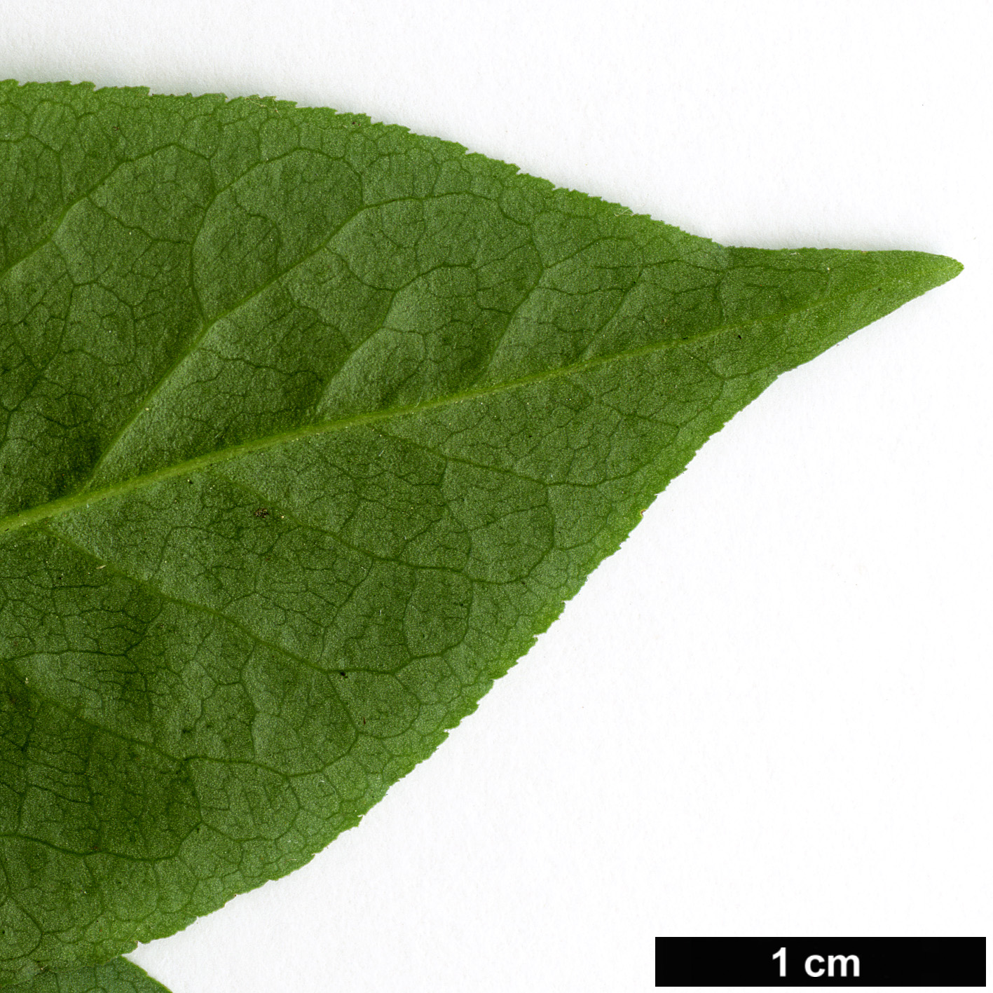 High resolution image: Family: Celastraceae - Genus: Euonymus - Taxon: verrucosus