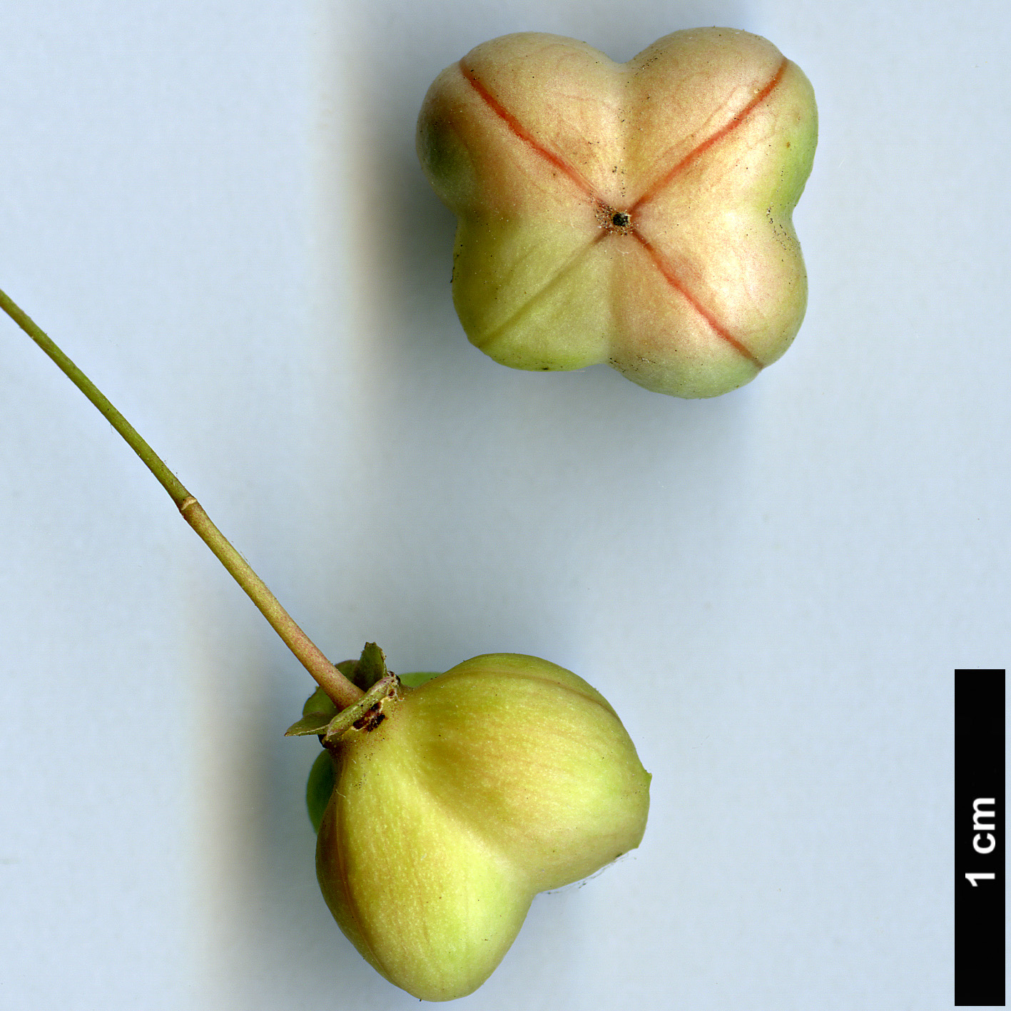 High resolution image: Family: Celastraceae - Genus: Euonymus - Taxon: verrucosus