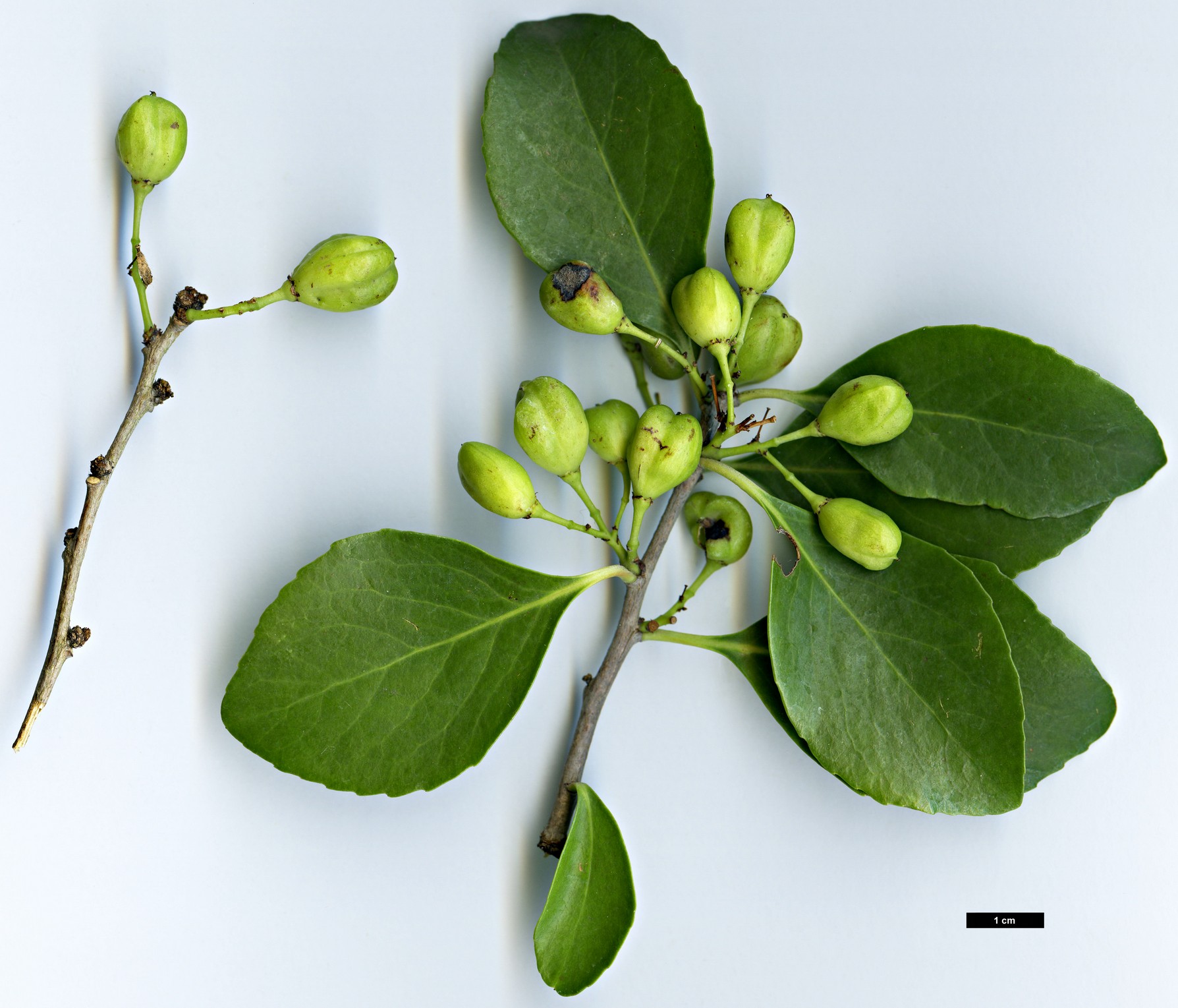 High resolution image: Family: Celastraceae - Genus: Gymnosporia - Taxon: cassinoides