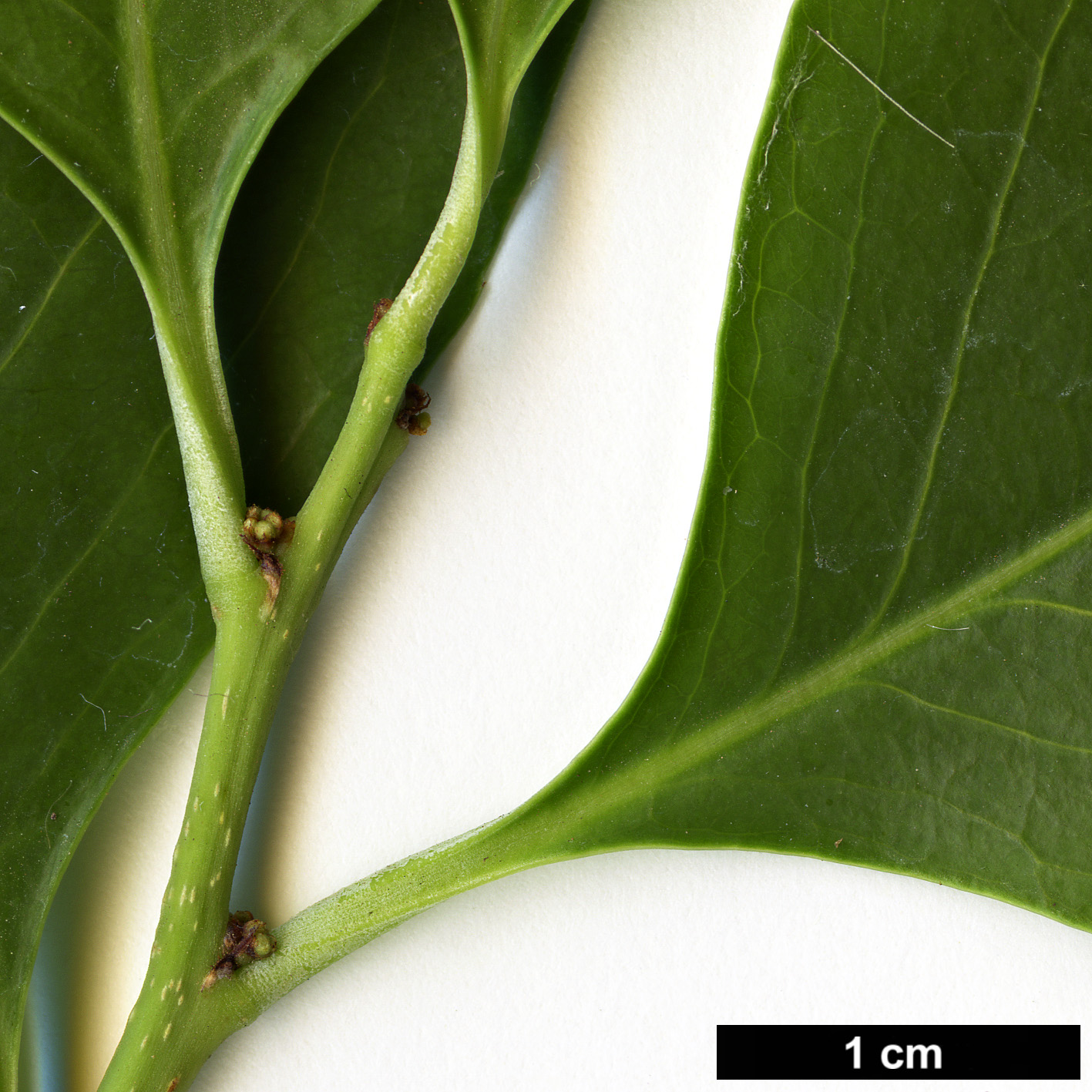 High resolution image: Family: Celastraceae - Genus: Maytenus - Taxon: canariensis