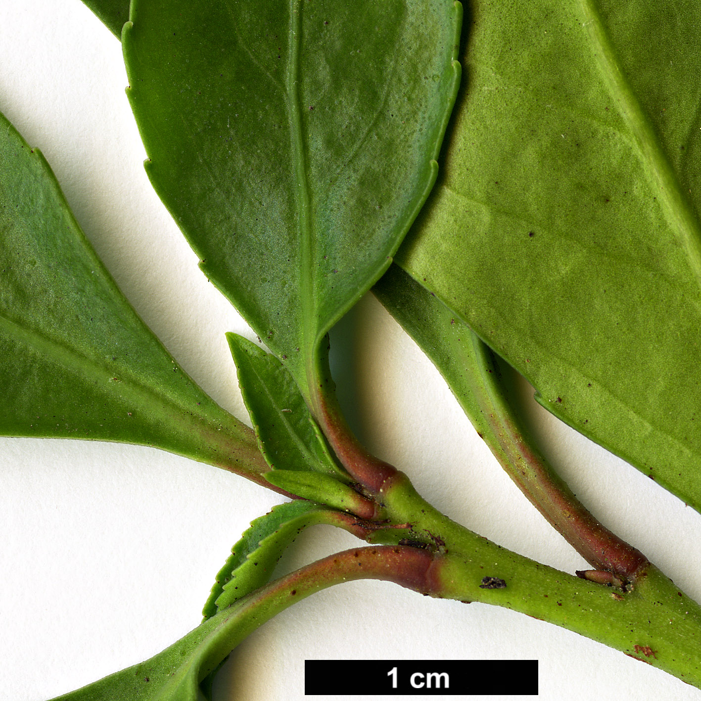 High resolution image: Family: Celastraceae - Genus: Maytenus - Taxon: magellanica