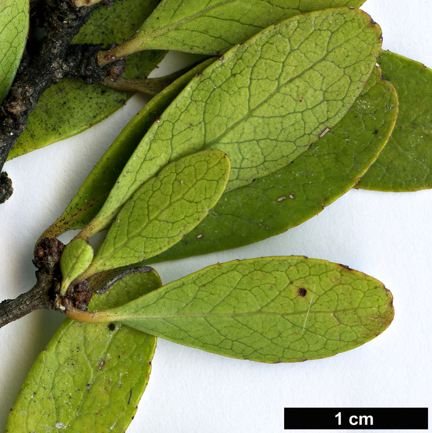 High resolution image: Family: Celastraceae - Genus: Maytenus - Taxon: umbellata