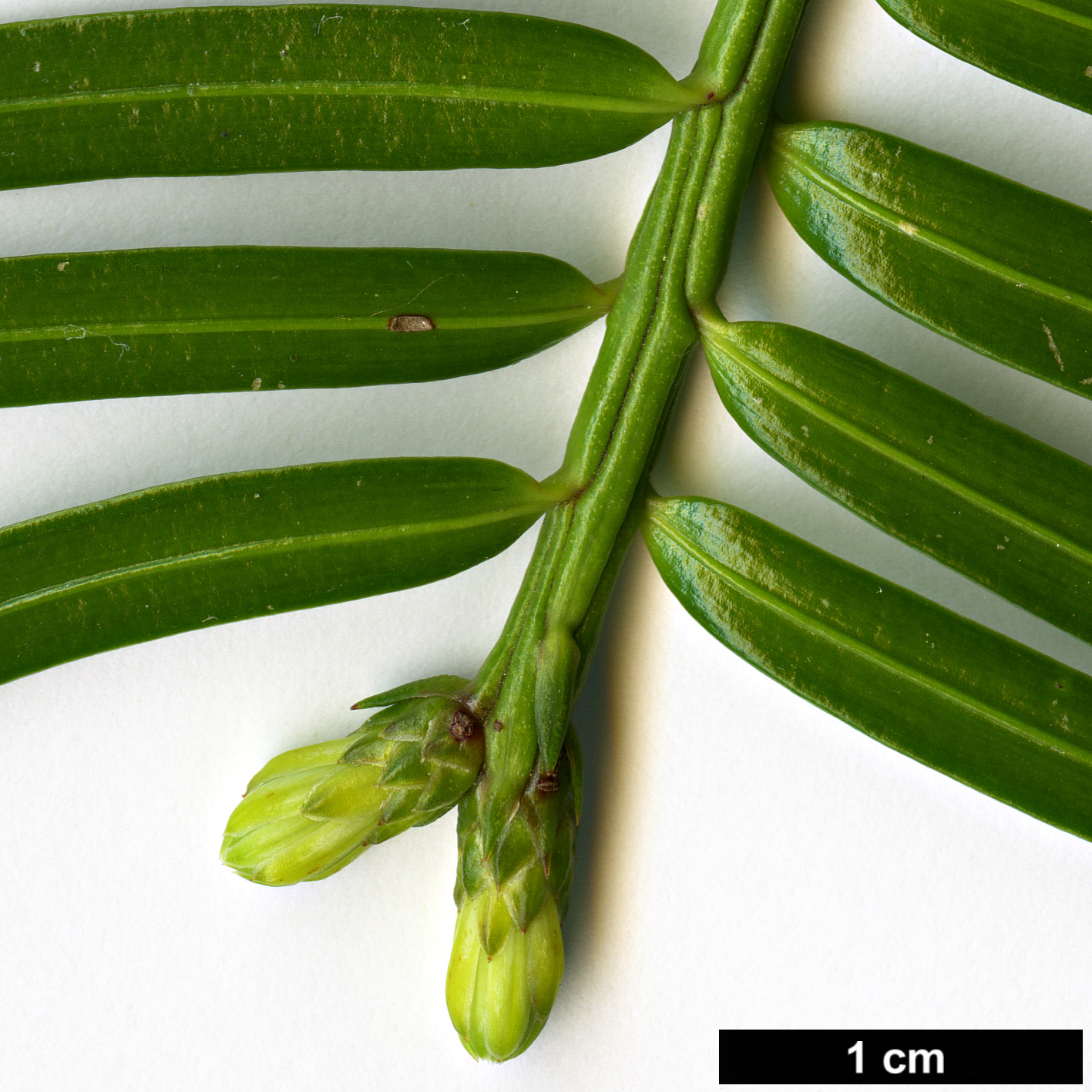 High resolution image: Family: Cephalotaxaceae - Genus: Cephalotaxus - Taxon: fortunei