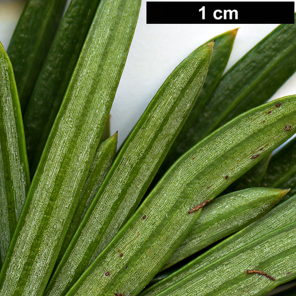 High resolution image: Family: Cephalotaxaceae - Genus: Cephalotaxus - Taxon: harringtonii - SpeciesSub: 'Fastigiata'