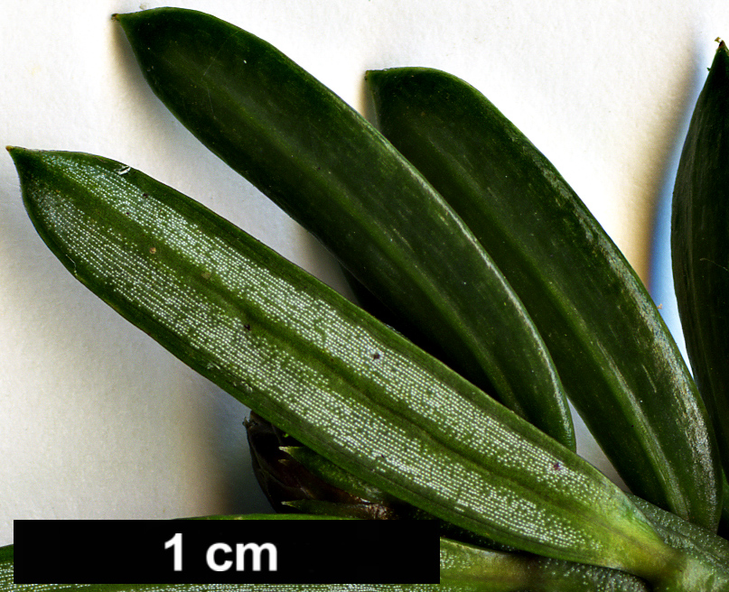 High resolution image: Family: Cephalotaxaceae - Genus: Cephalotaxus - Taxon: harringtonii