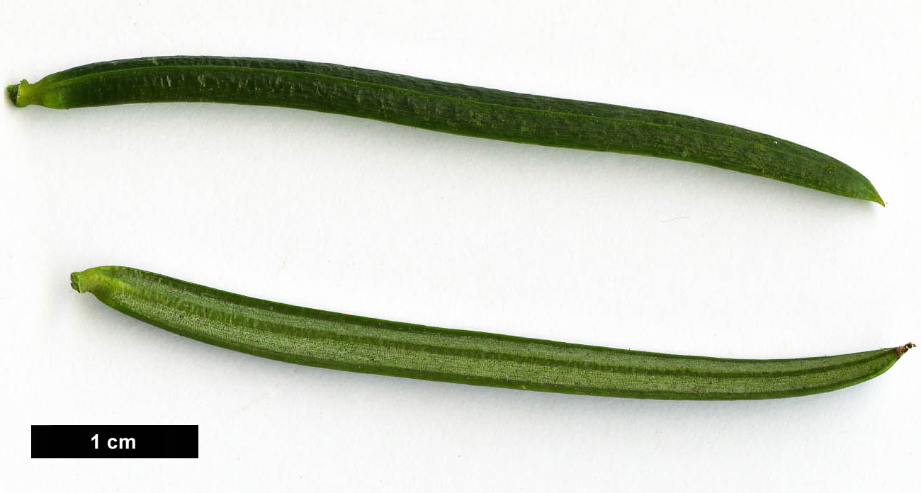 High resolution image: Family: Cephalotaxaceae - Genus: Cephalotaxus - Taxon: harringtonii