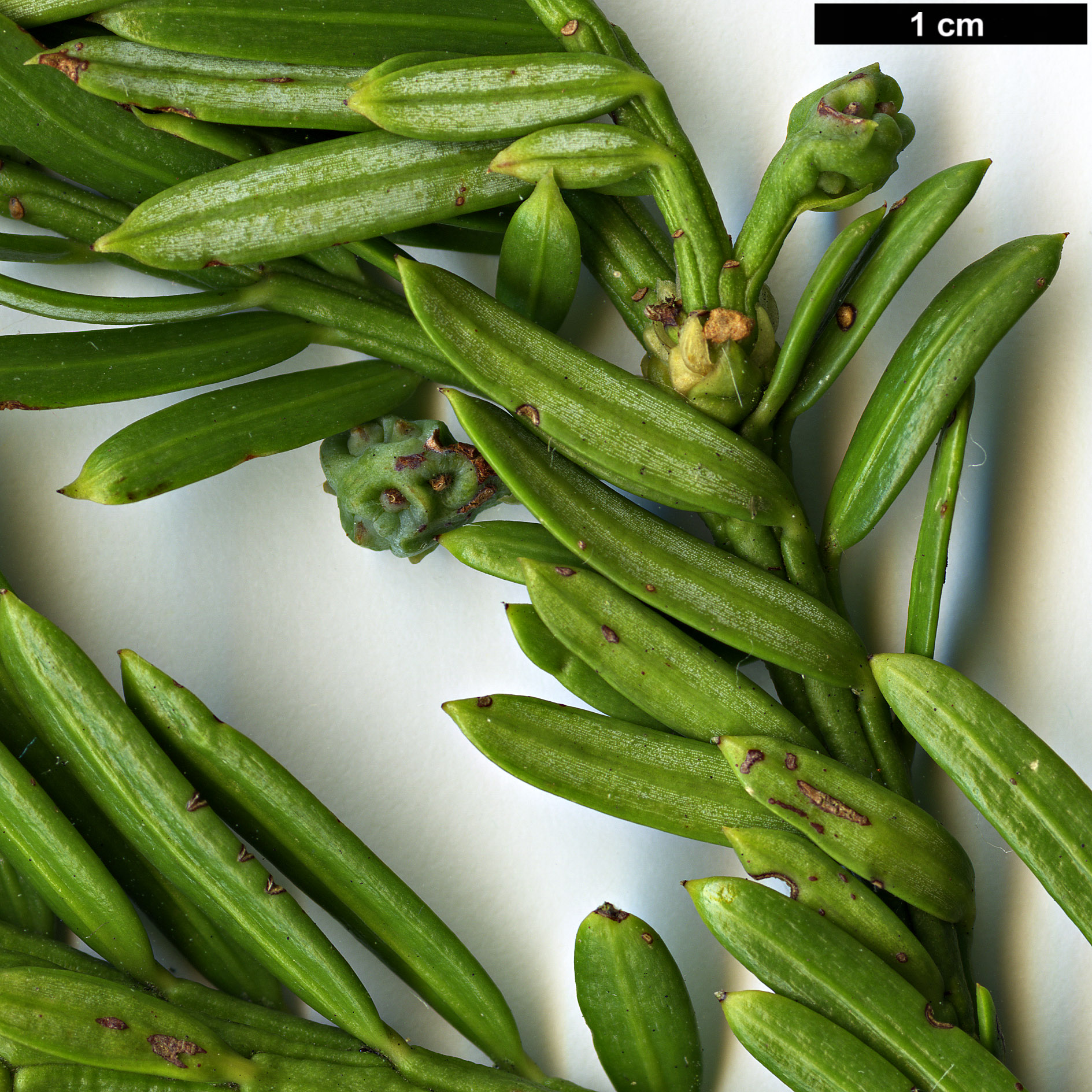 High resolution image: Family: Cephalotaxaceae - Genus: Cephalotaxus - Taxon: koreana