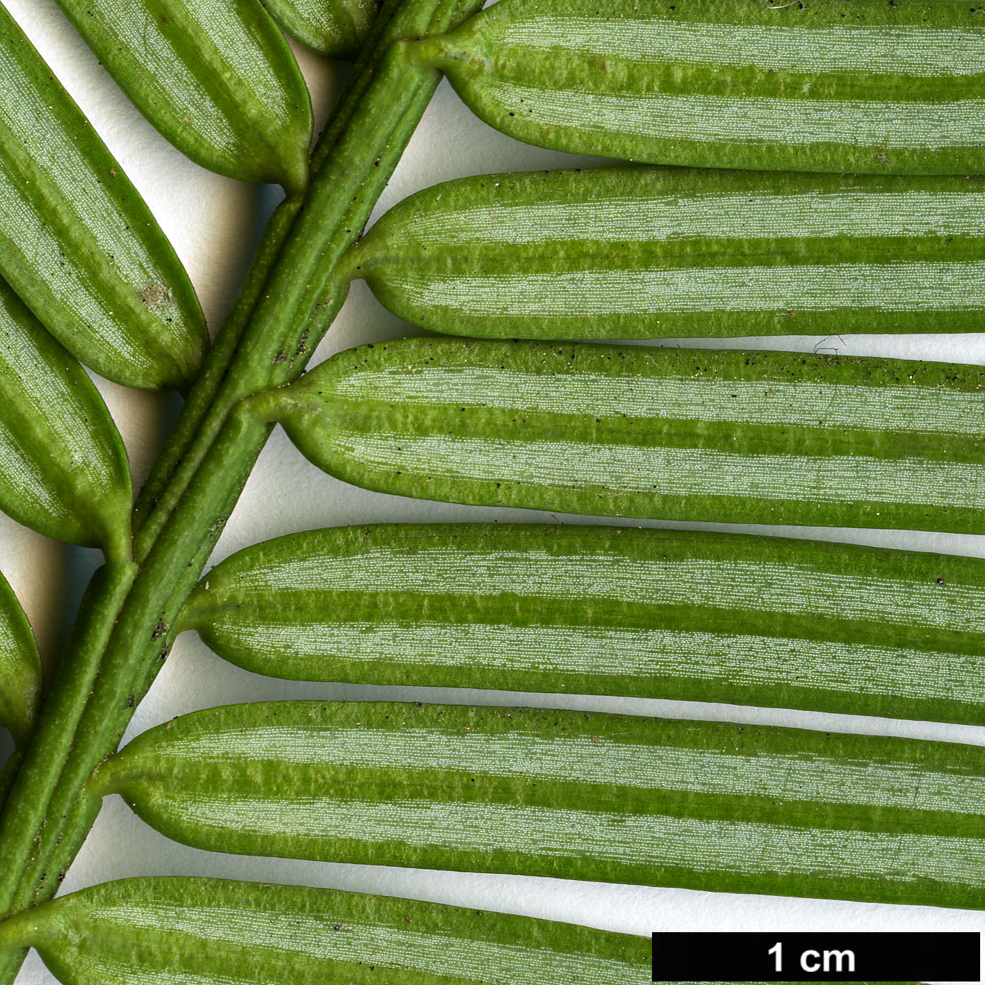 High resolution image: Family: Cephalotaxaceae - Genus: Cephalotaxus - Taxon: mannii