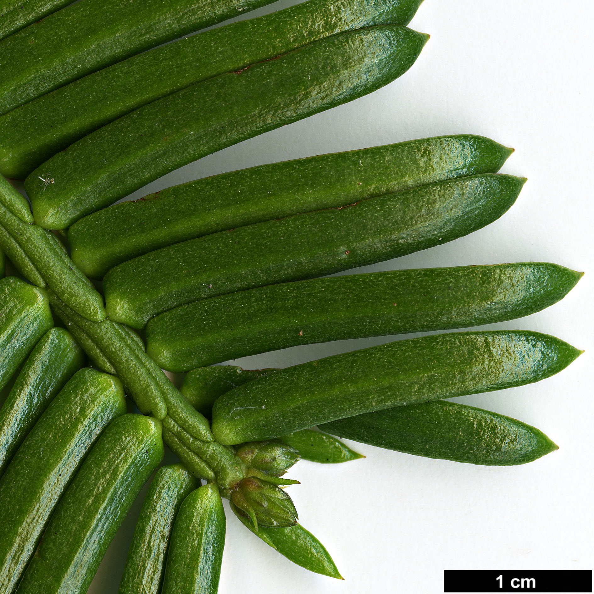 High resolution image: Family: Cephalotaxaceae - Genus: Cephalotaxus - Taxon: oliveri