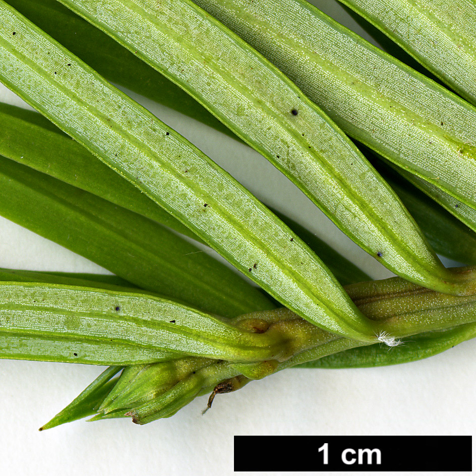 High resolution image: Family: Cephalotaxaceae - Genus: Cephalotaxus - Taxon: sinensis
