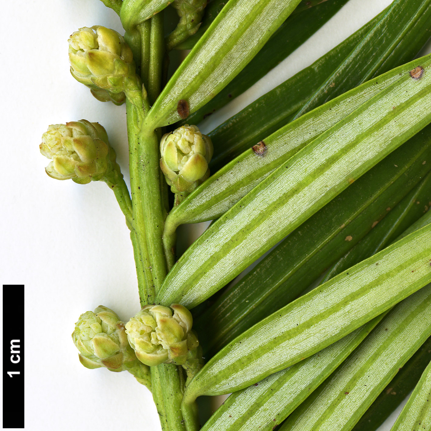 High resolution image: Family: Cephalotaxaceae - Genus: Cephalotaxus - Taxon: wilsoniana