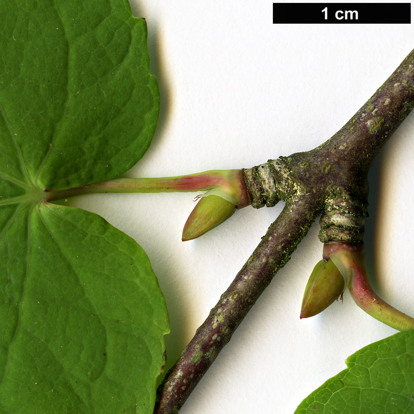 High resolution image: Family: Cercidiphyllaceae - Genus: Cercidiphyllum - Taxon: magnificum