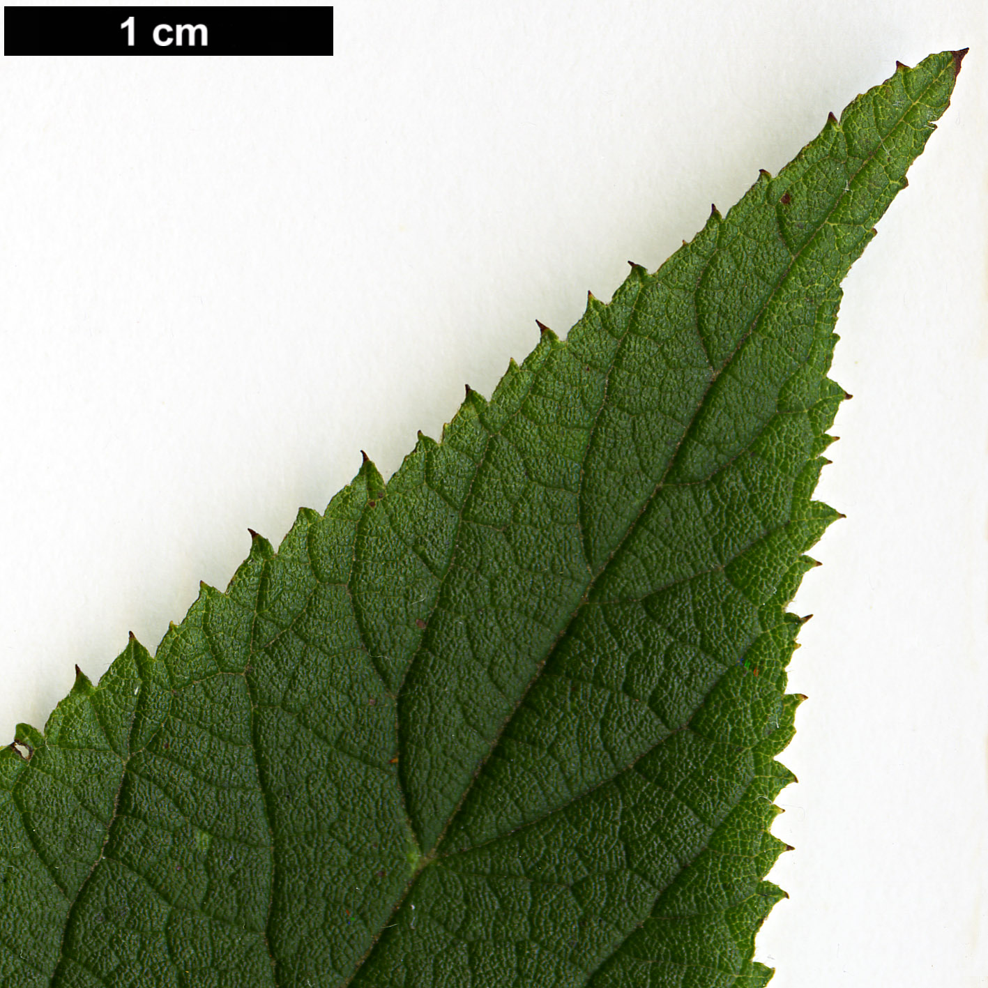 High resolution image: Family: Clethraceae - Genus: Clethra - Taxon: acuminata