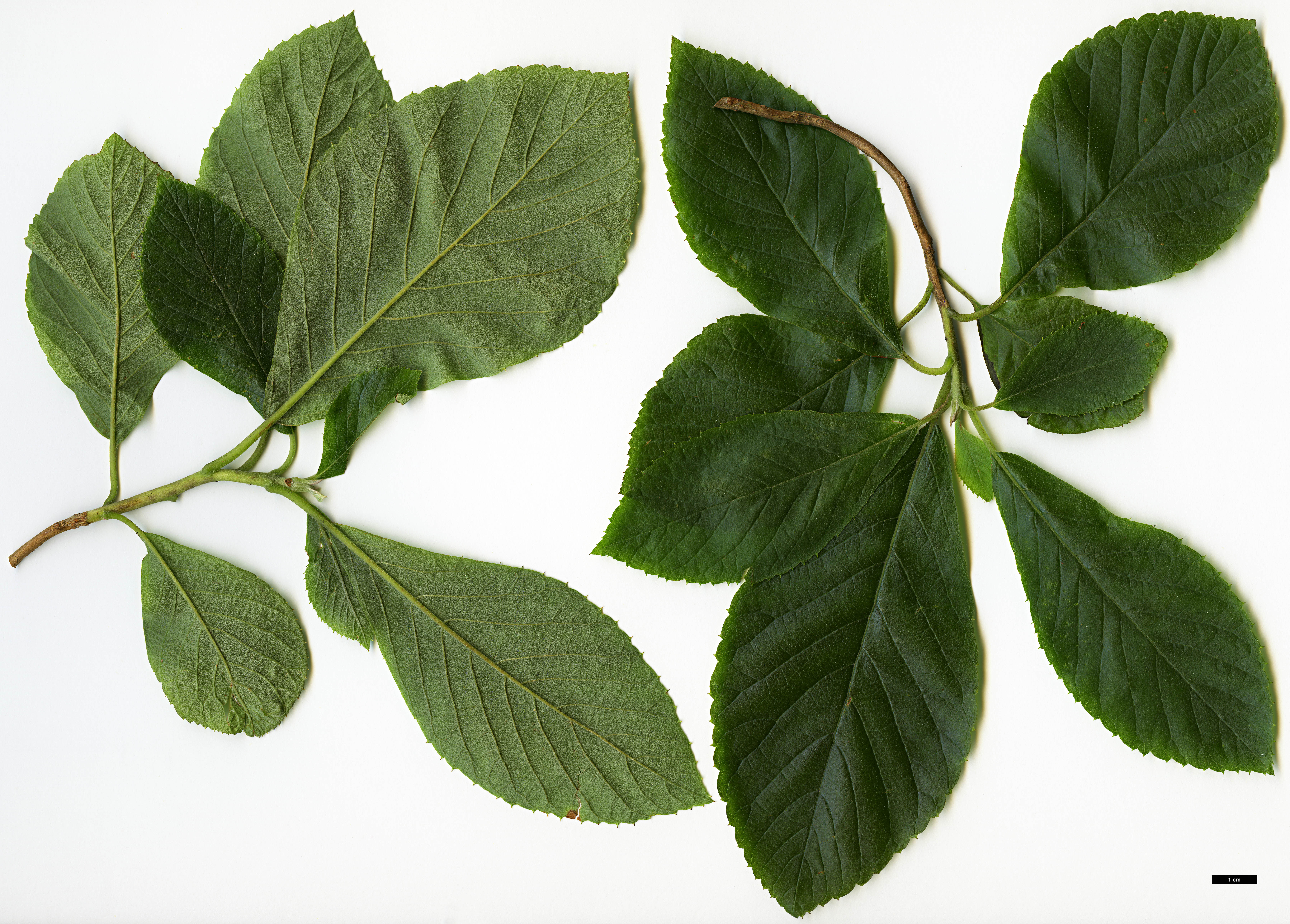 High resolution image: Family: Clethraceae - Genus: Clethra - Taxon: alnifolia