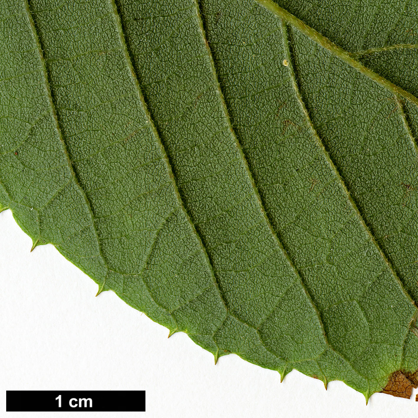 High resolution image: Family: Clethraceae - Genus: Clethra - Taxon: alnifolia