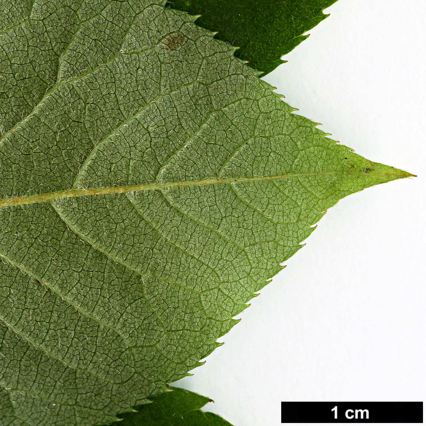High resolution image: Family: Clethraceae - Genus: Clethra - Taxon: barbinervis