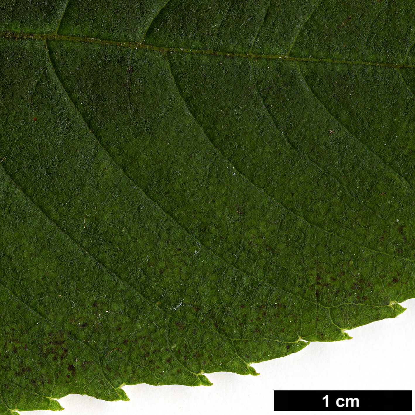 High resolution image: Family: Clethraceae - Genus: Clethra - Taxon: delavayi